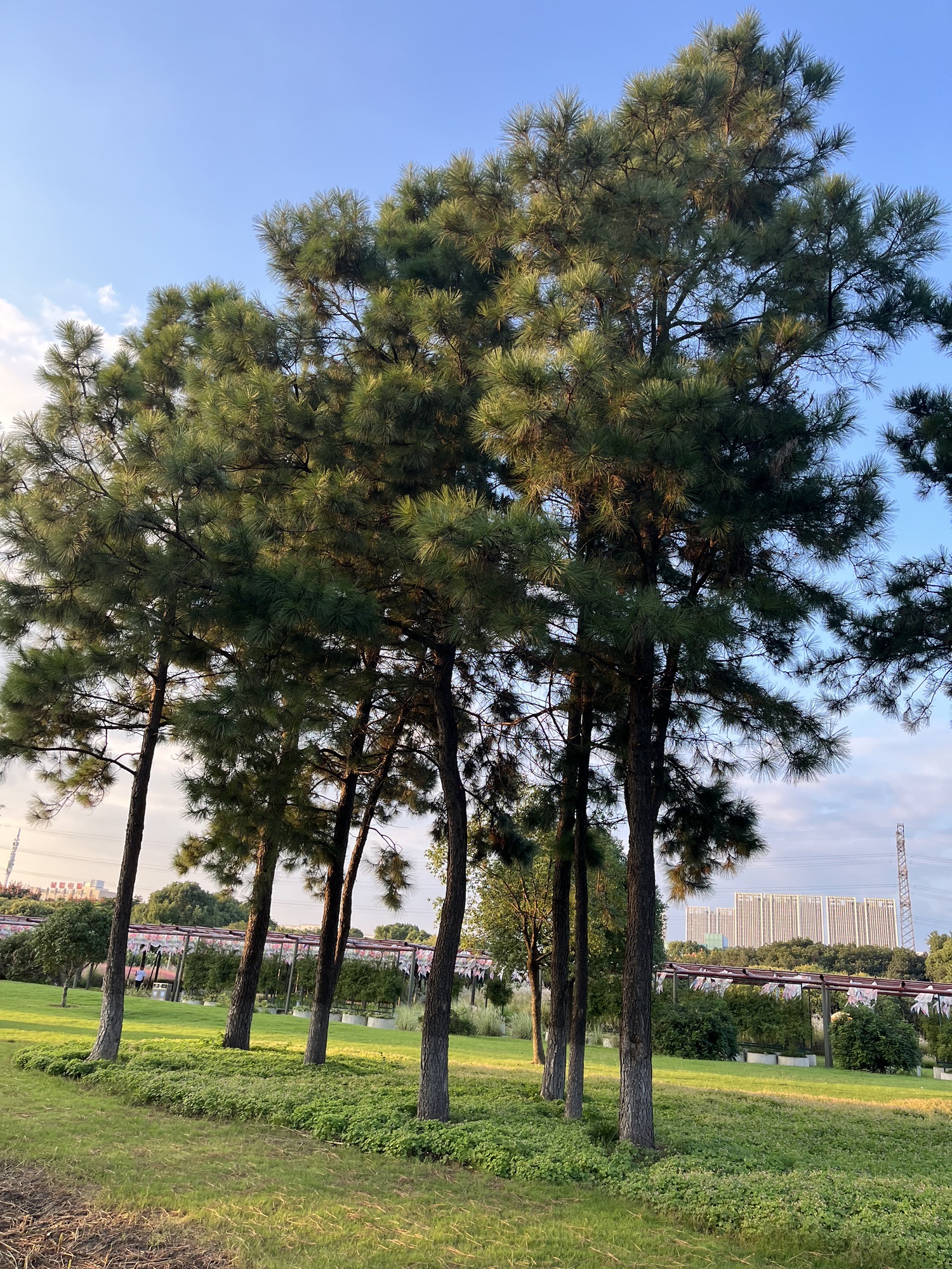 光伏产业公园旅行图片 2