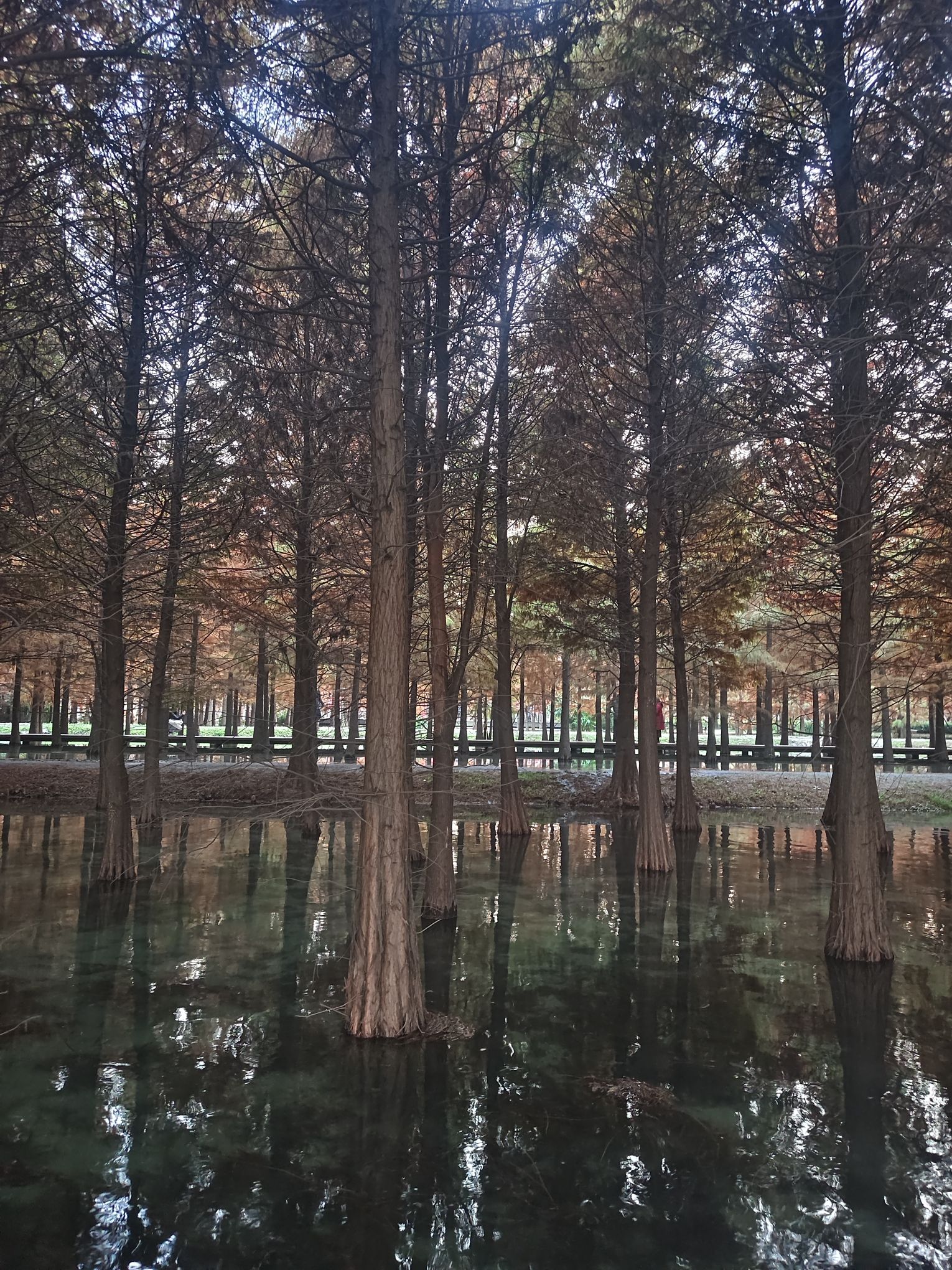 新龙湖公园旅行图片 1
