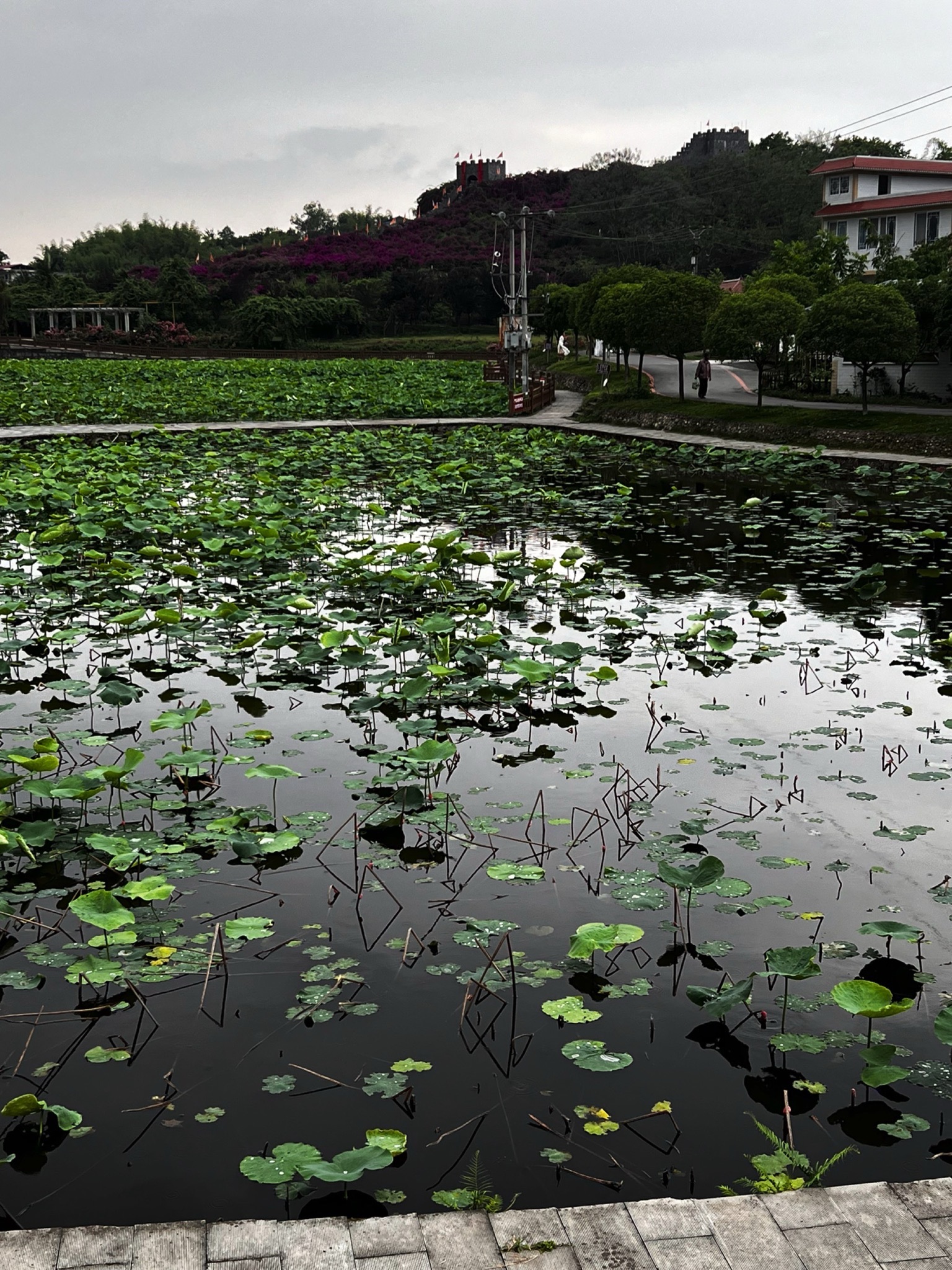 五彩荷园旅行图片 1