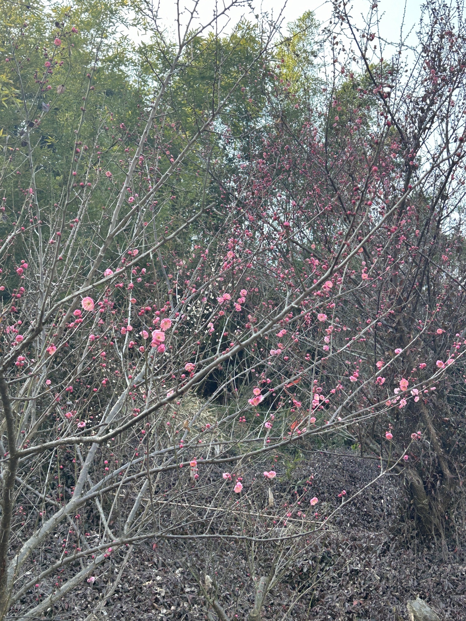 原乡小镇度假乐园旅行图片 3