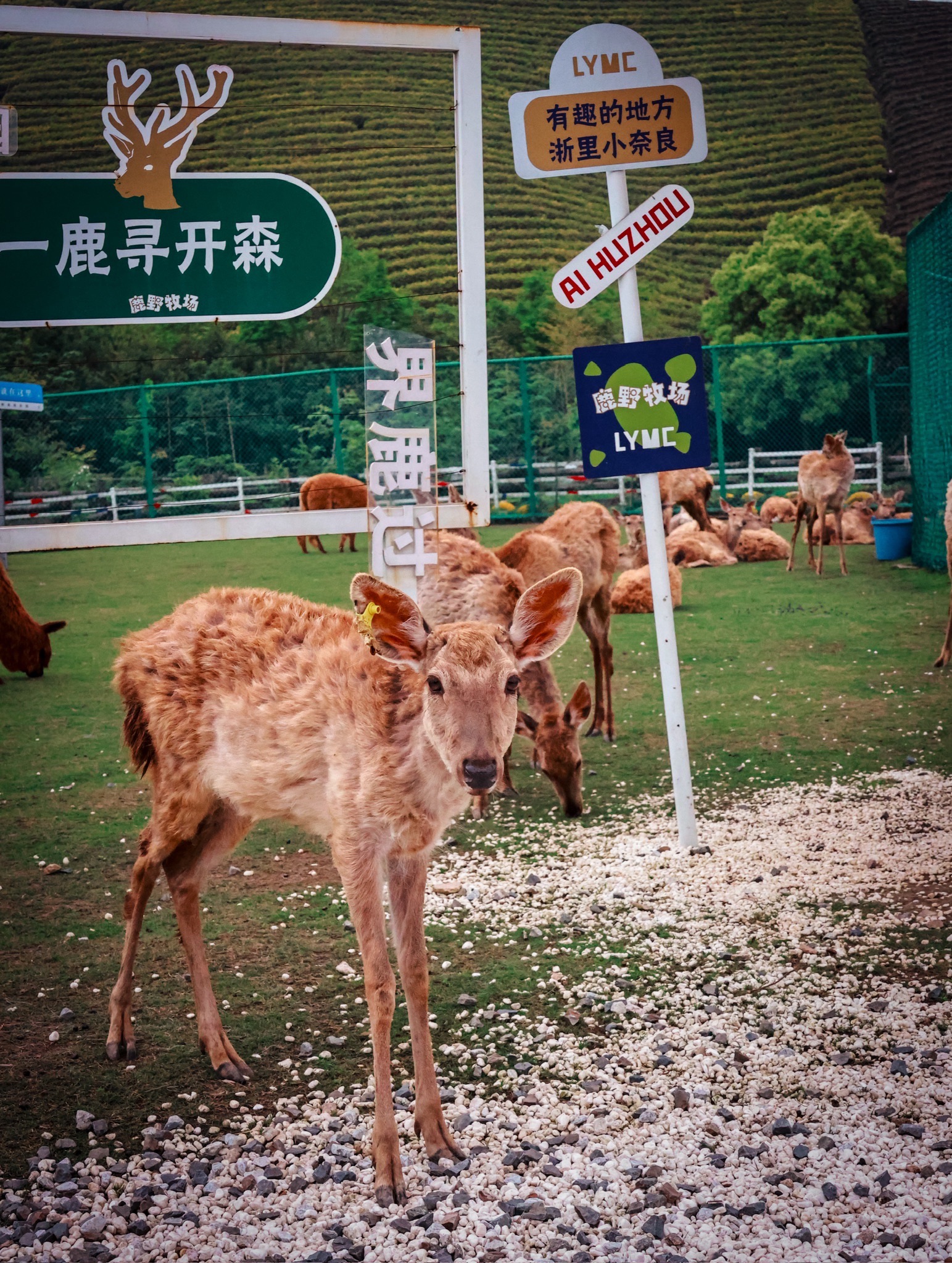 原乡小镇度假乐园旅行图片 2