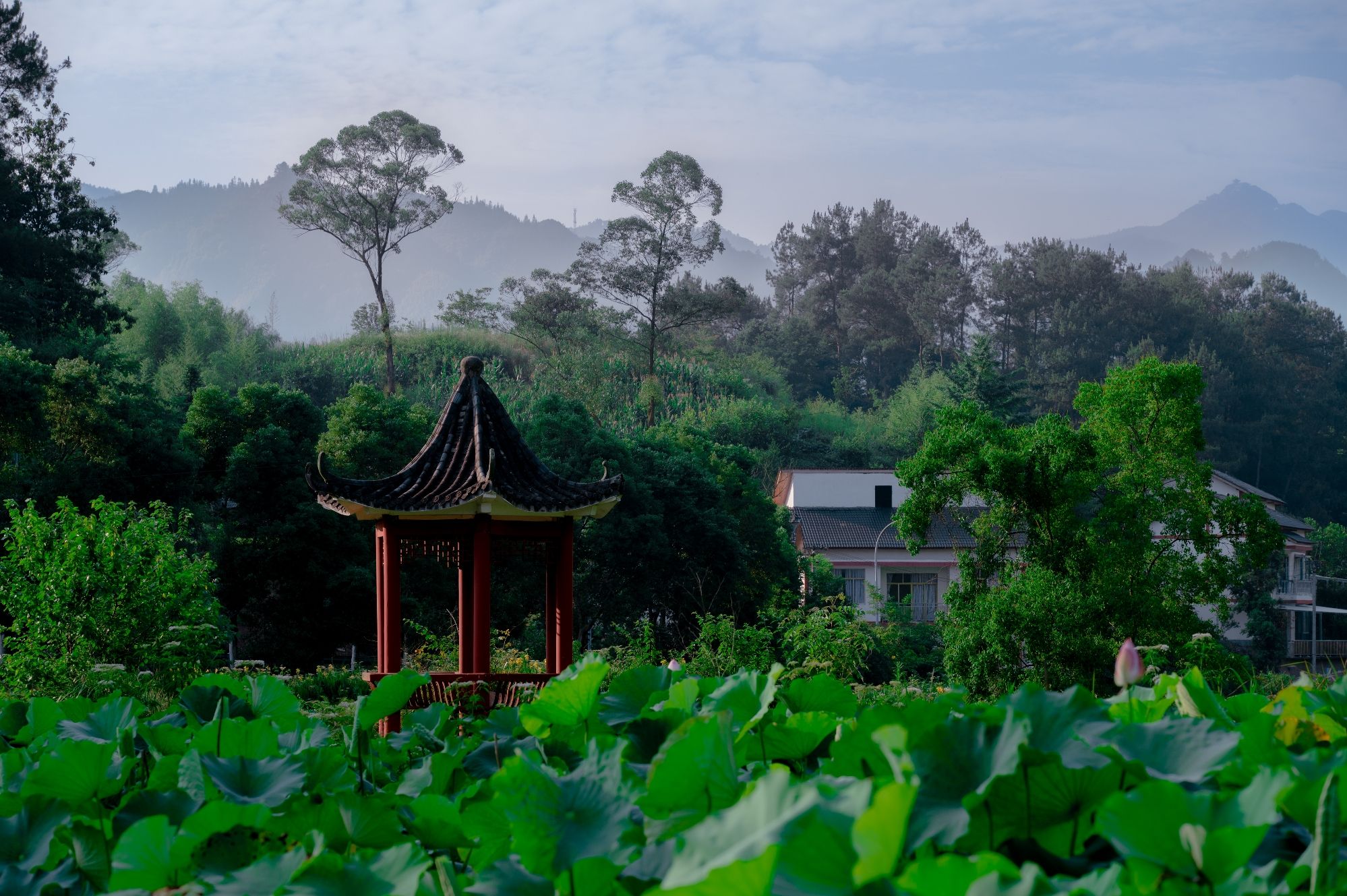 十里荷花走廊旅行图片 1