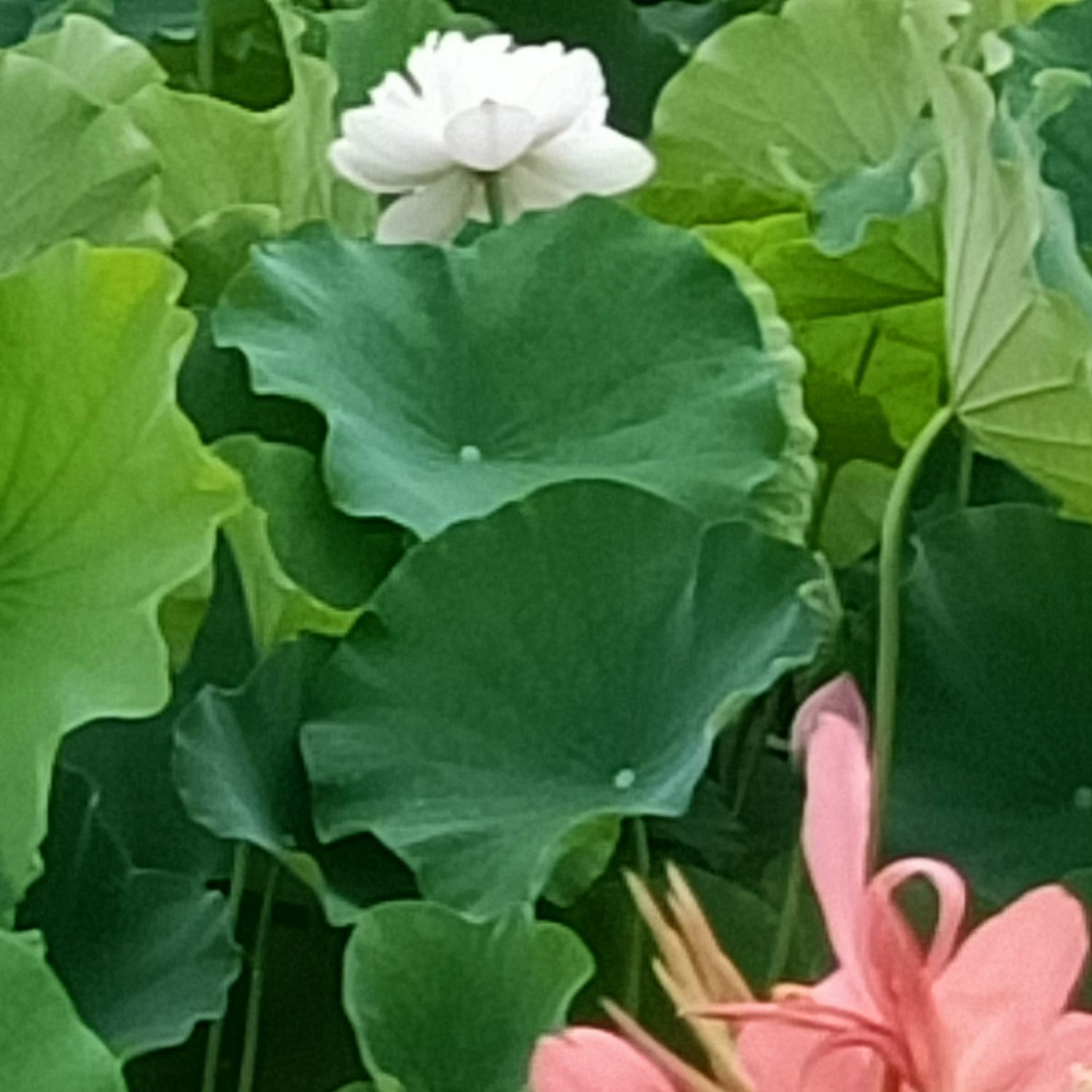 永兴荷莲湿地旅行图片 2
