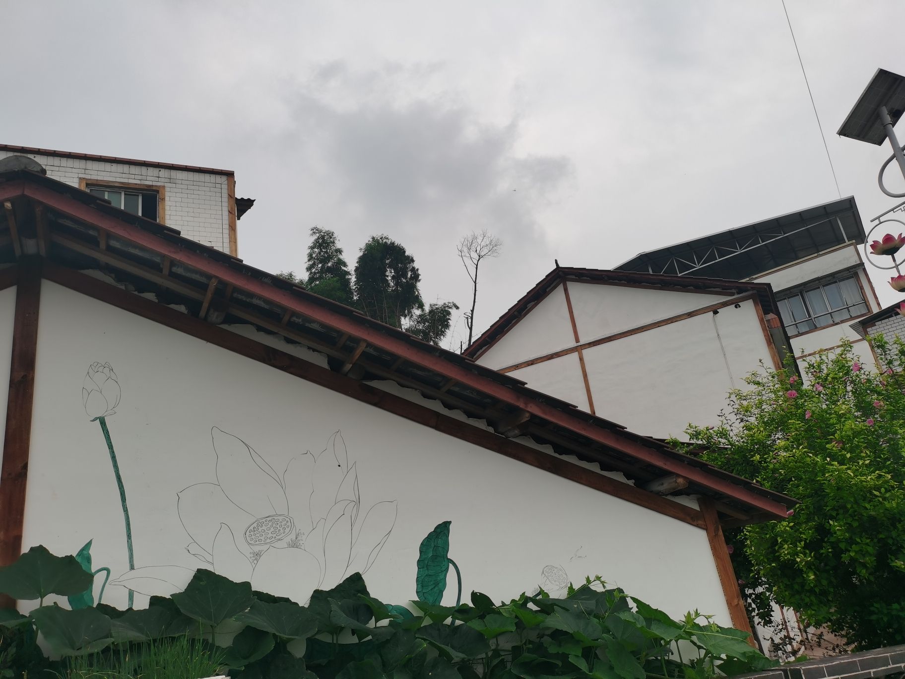 永兴荷莲湿地旅行图片 1