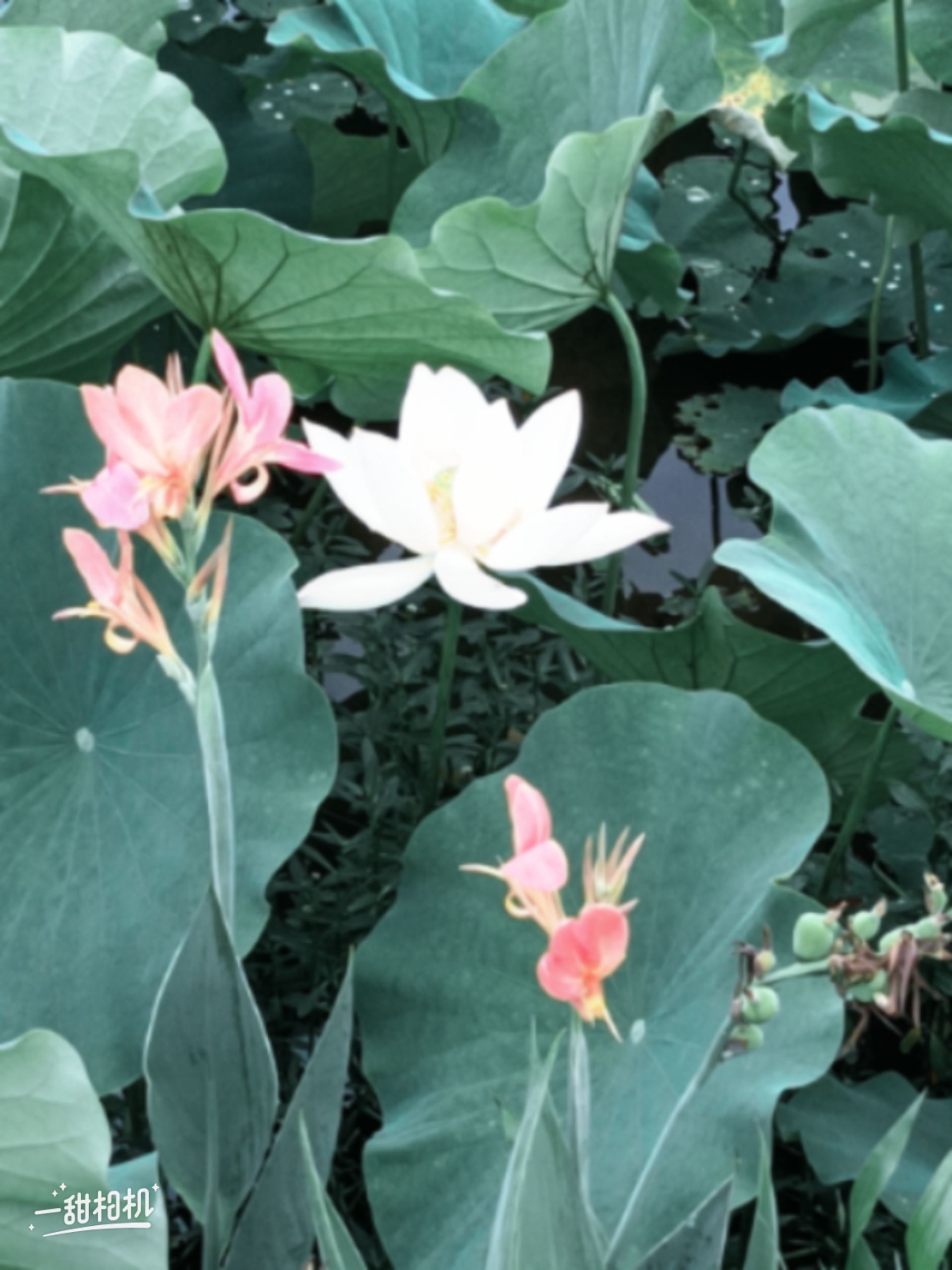 永兴荷莲湿地旅行图片 1