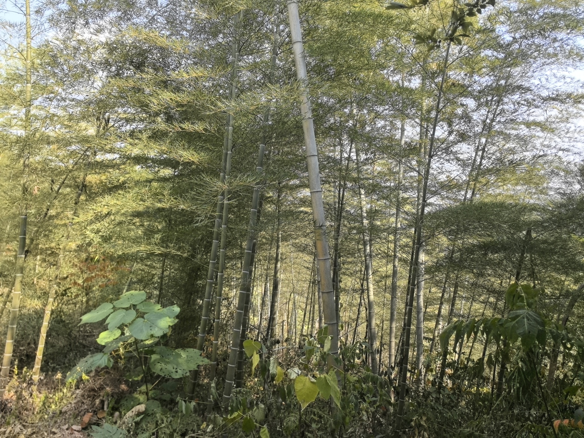 桃花山森林公园旅行图片 2