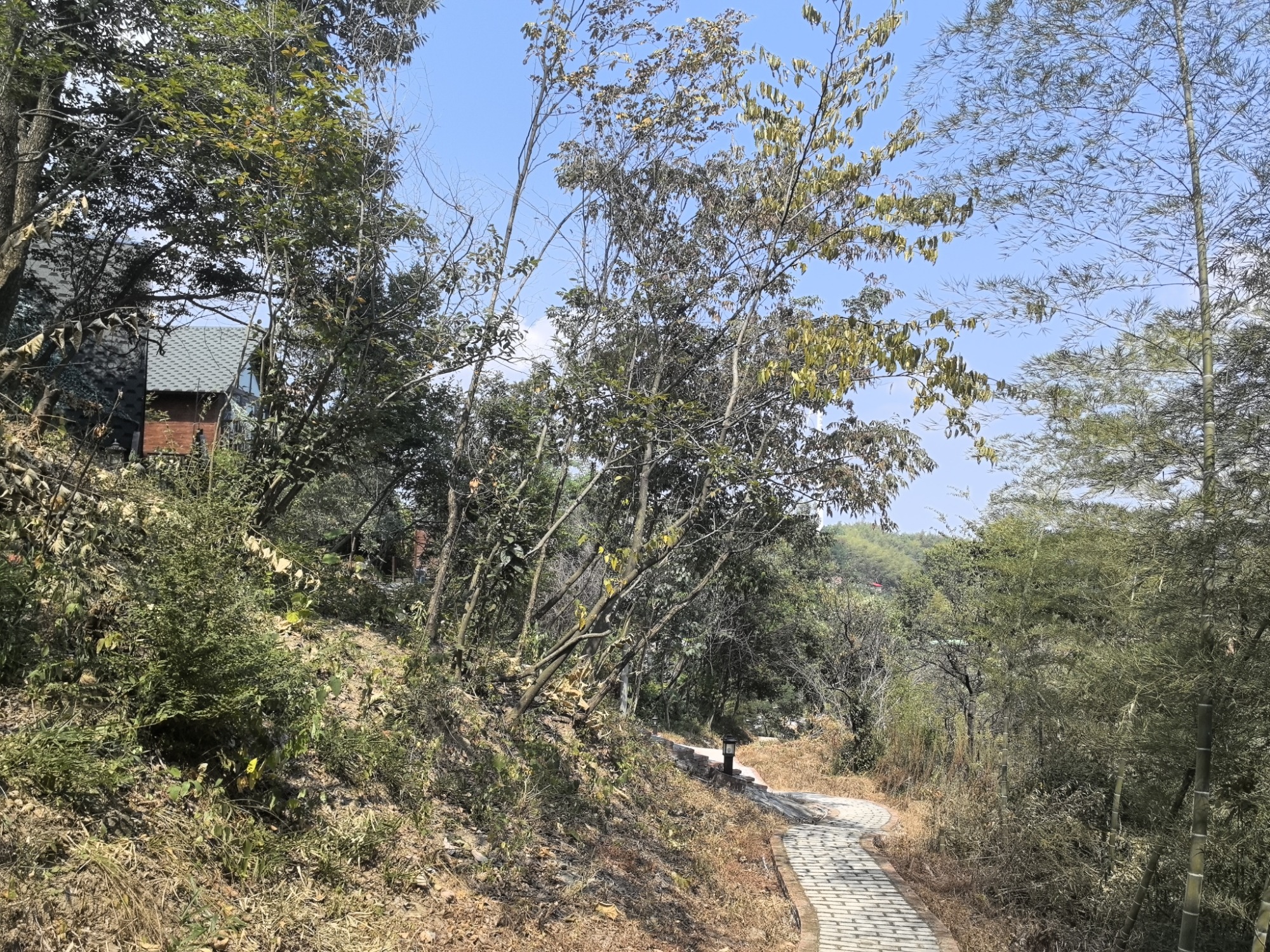 桃花山森林公园旅行图片 3