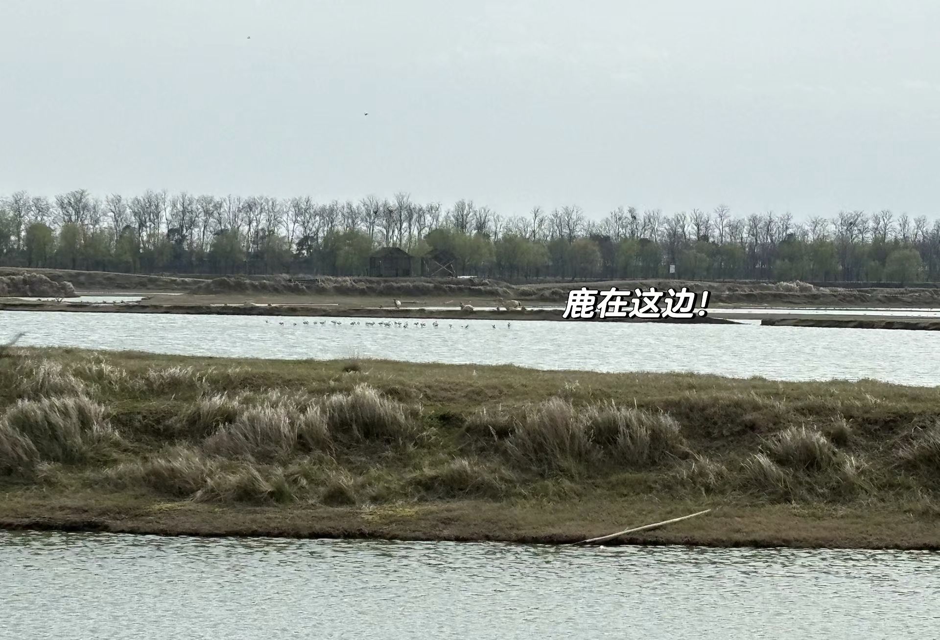黄海野鹿荡旅行图片 2