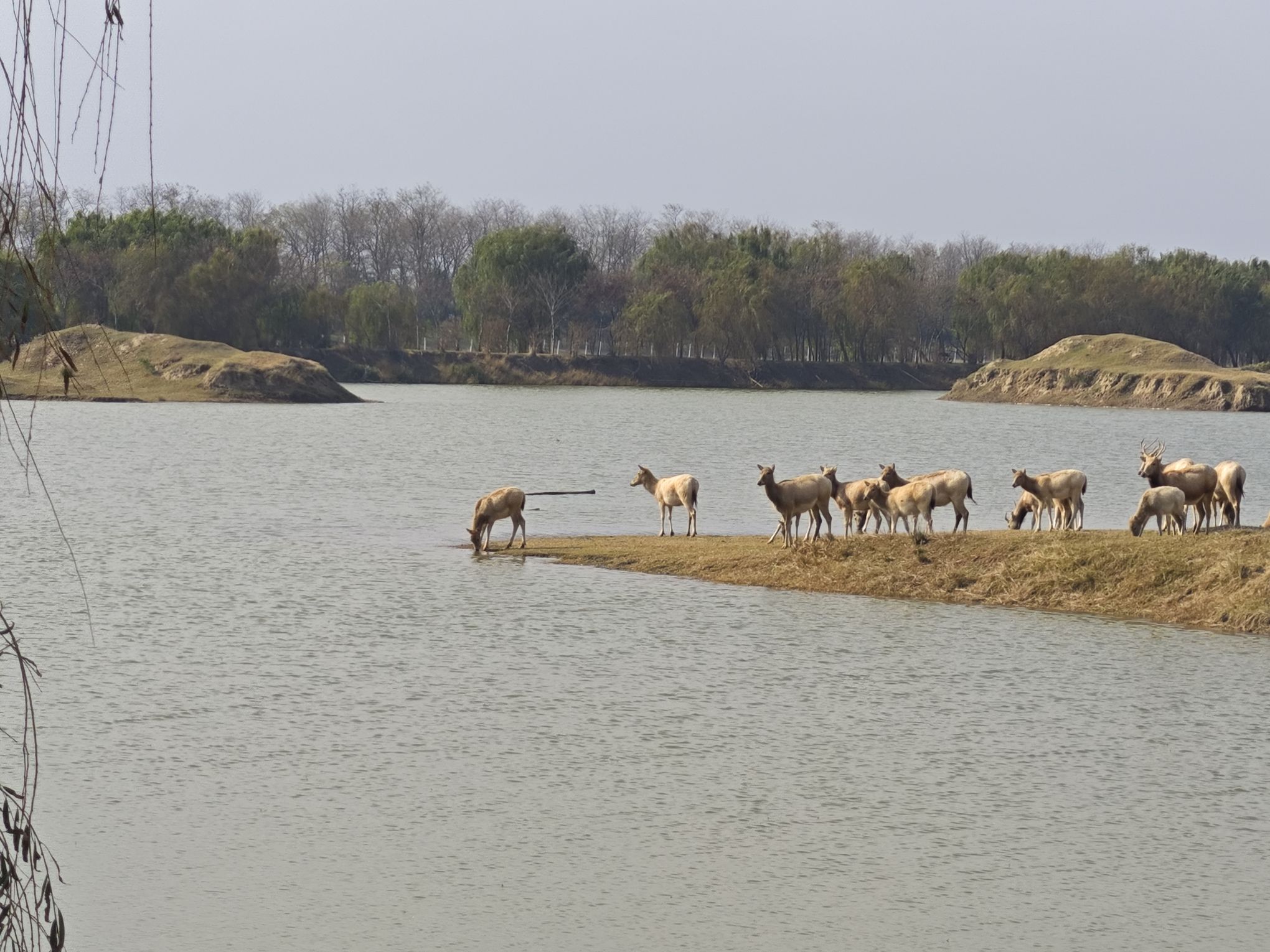 黄海野鹿荡旅行图片 1