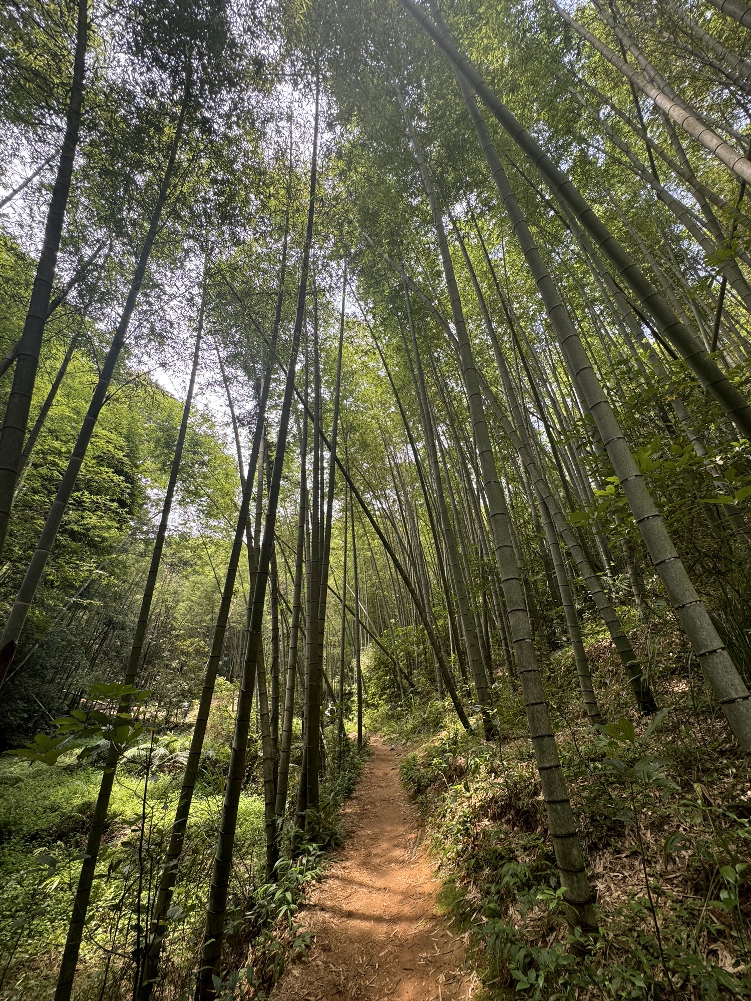 星溪线起点