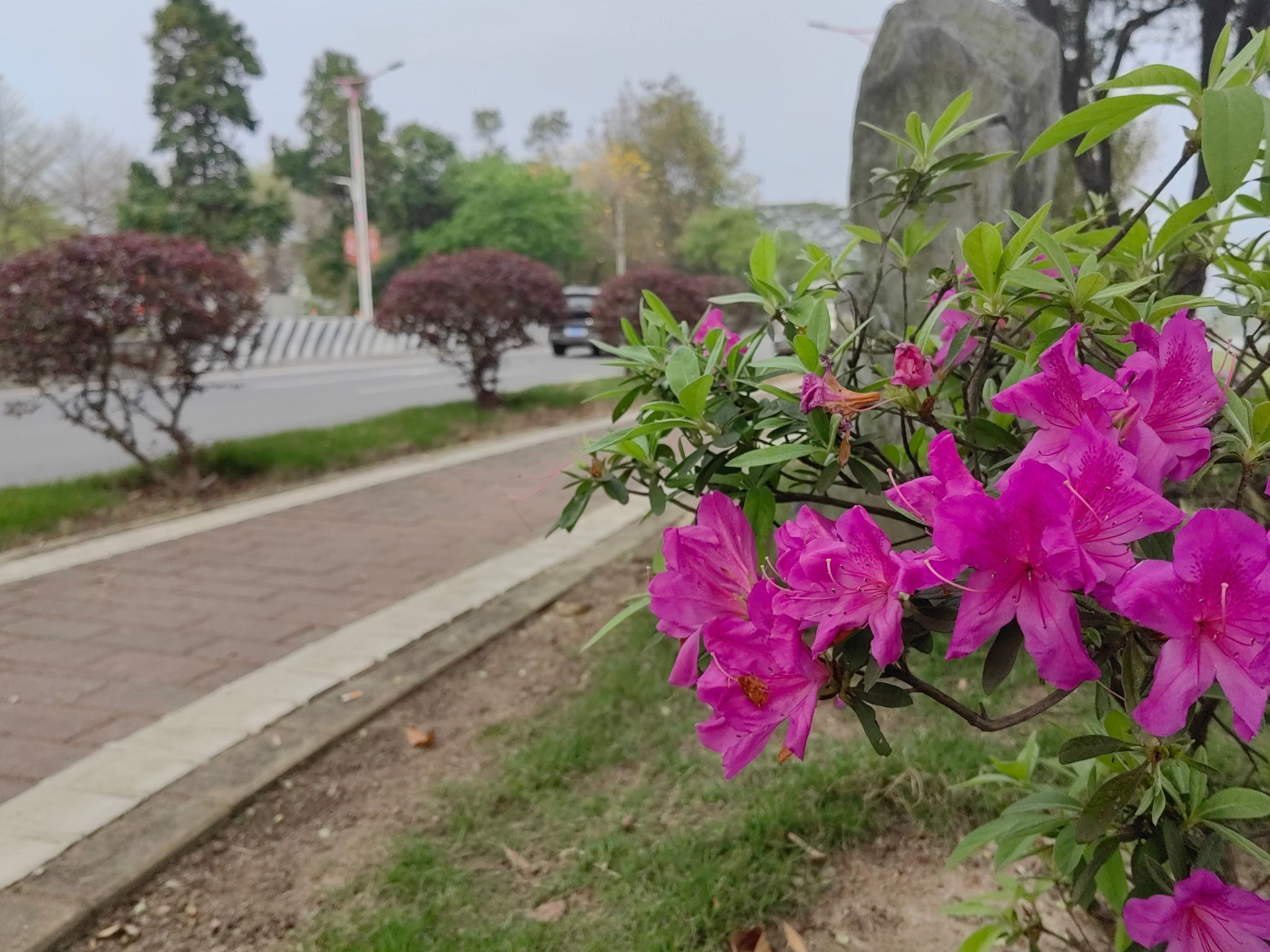 花海生态公园旅行图片 1