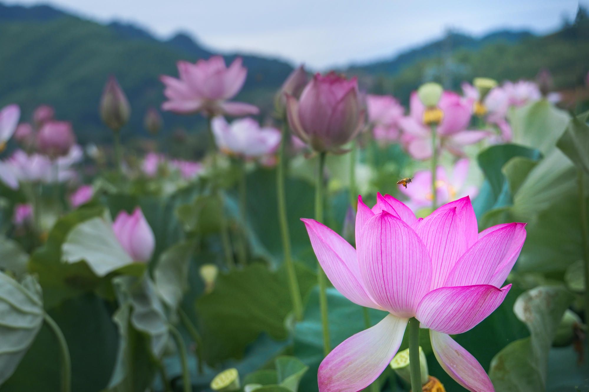 刘屯村百亩荷花塘风景区