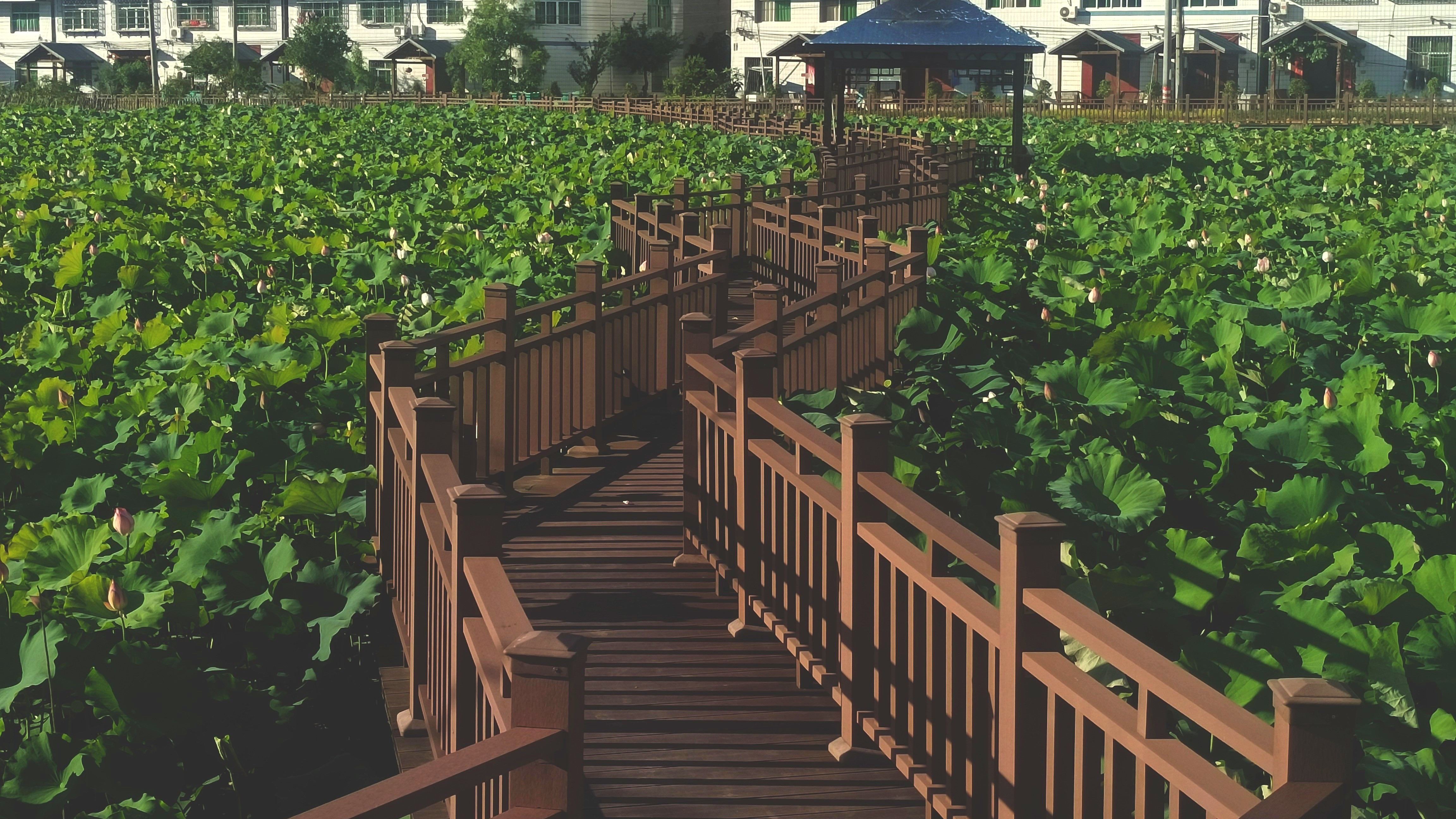 刘屯村百亩荷花塘风景区旅行图片 2