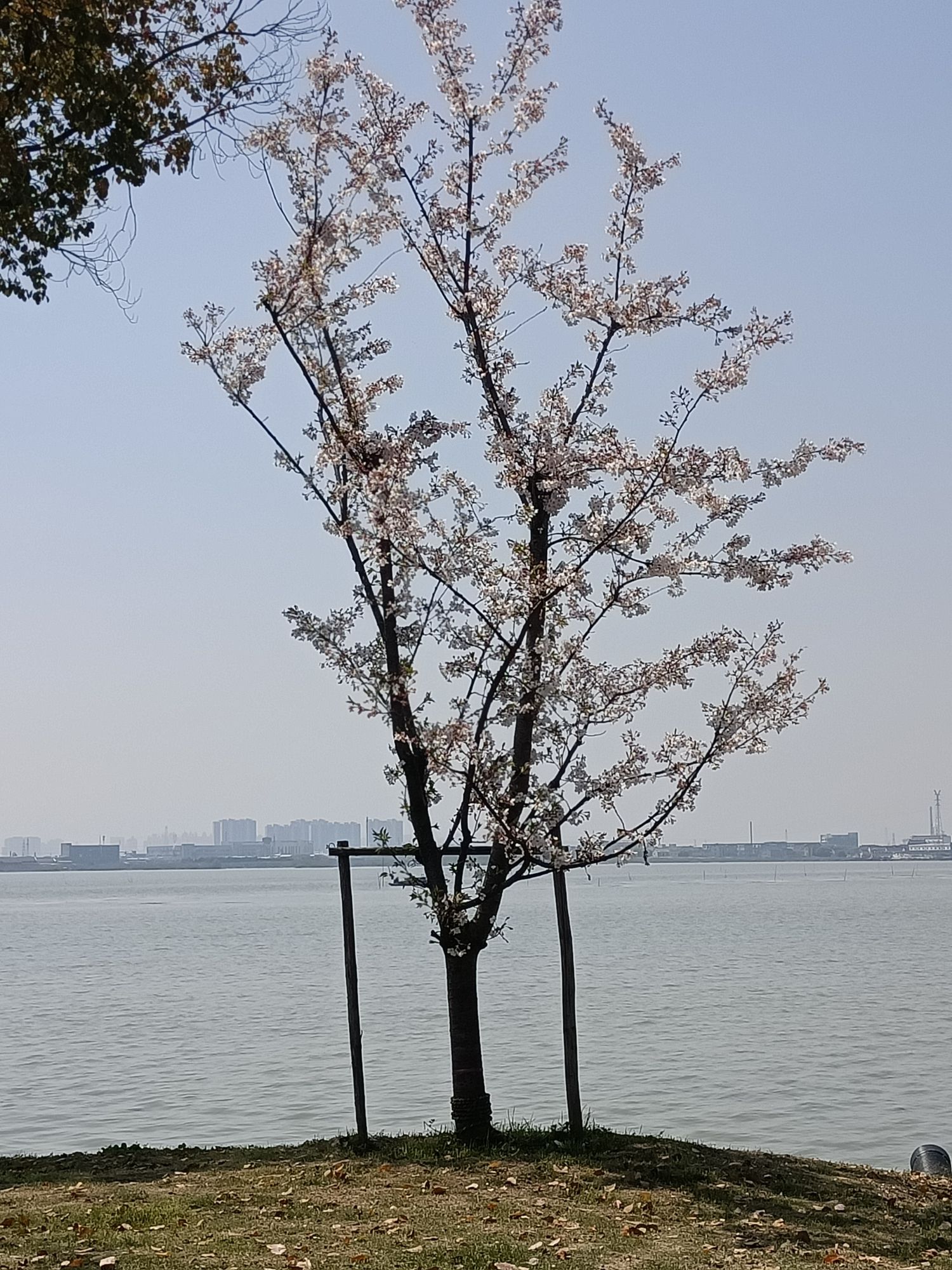 苏州市吴江区平望莺脰湖生态公园旅行图片 1