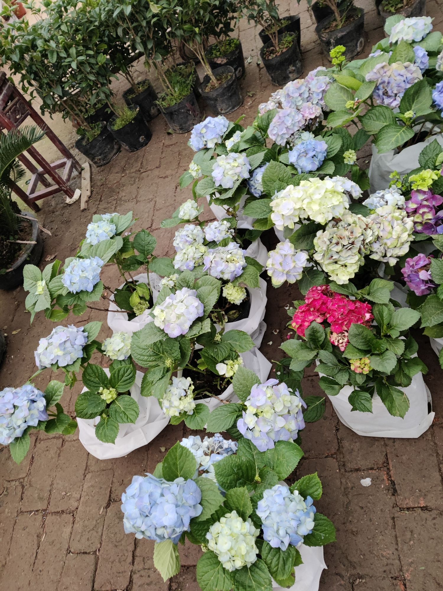 阜阳国际花木城