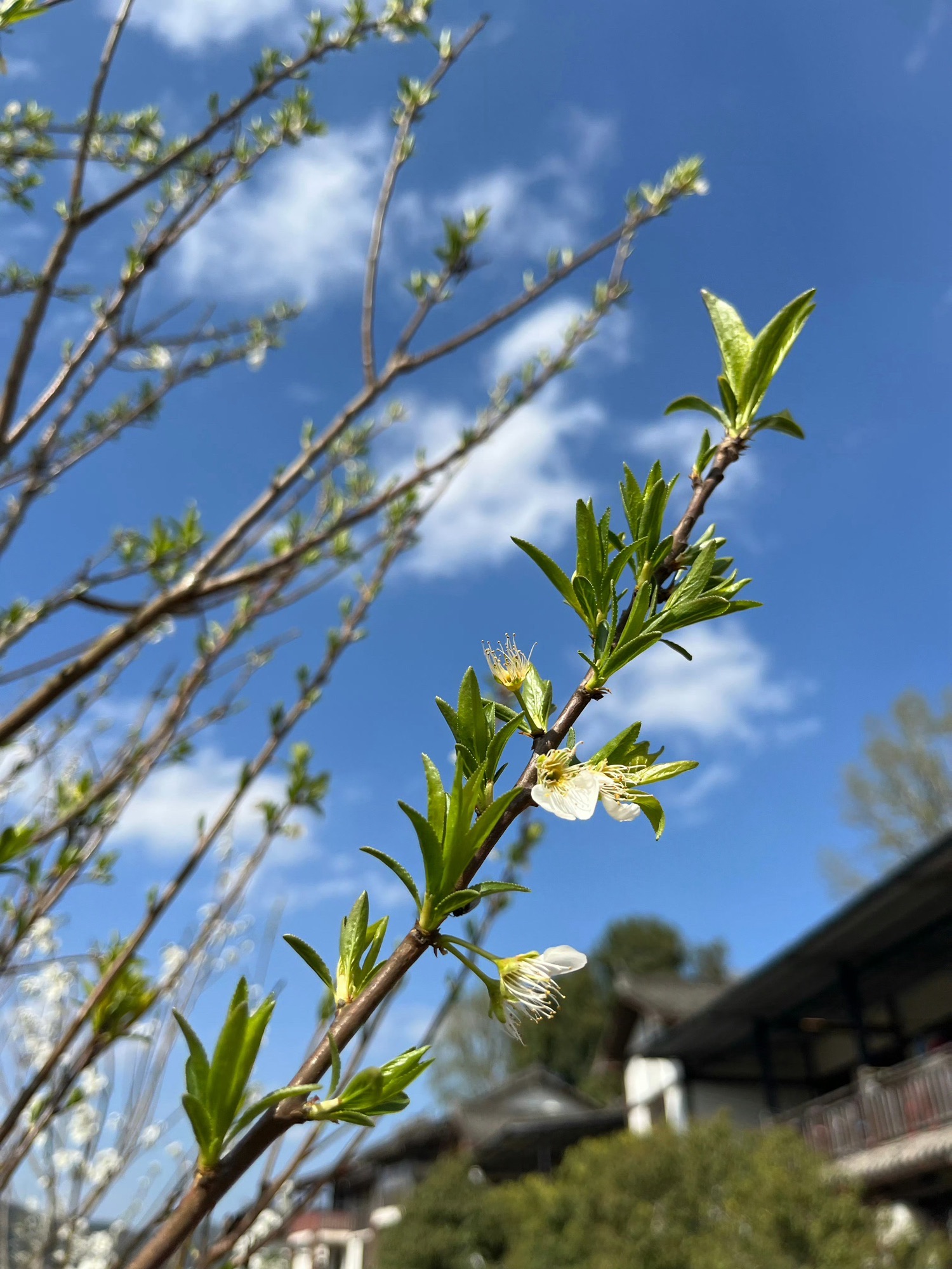 驷马水乡旅行图片 1