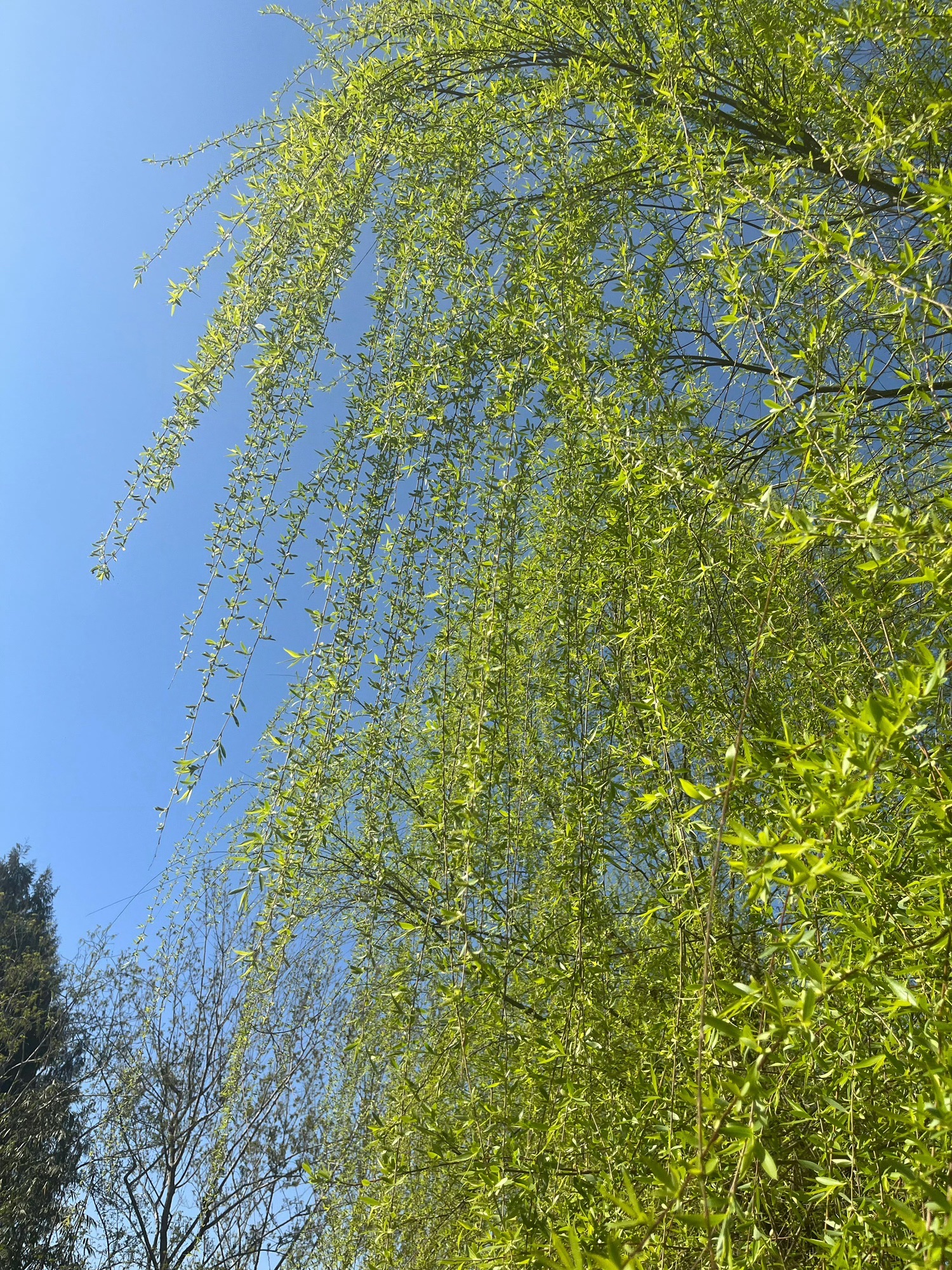 驷马水乡旅行图片 3