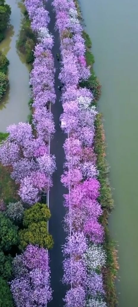 扶沟县湿地公园旅行图片 1
