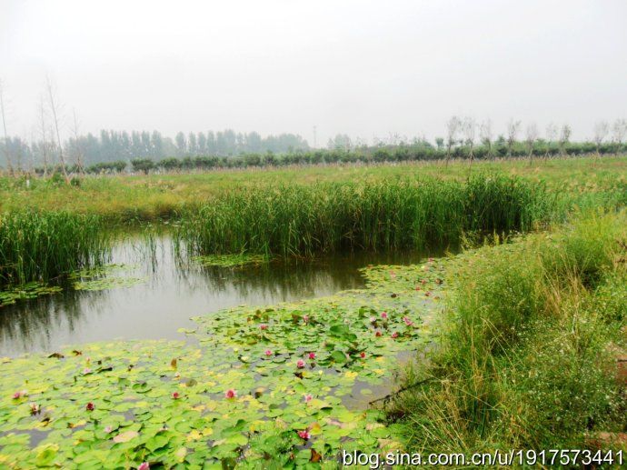 扶沟县湿地公园旅行图片 2