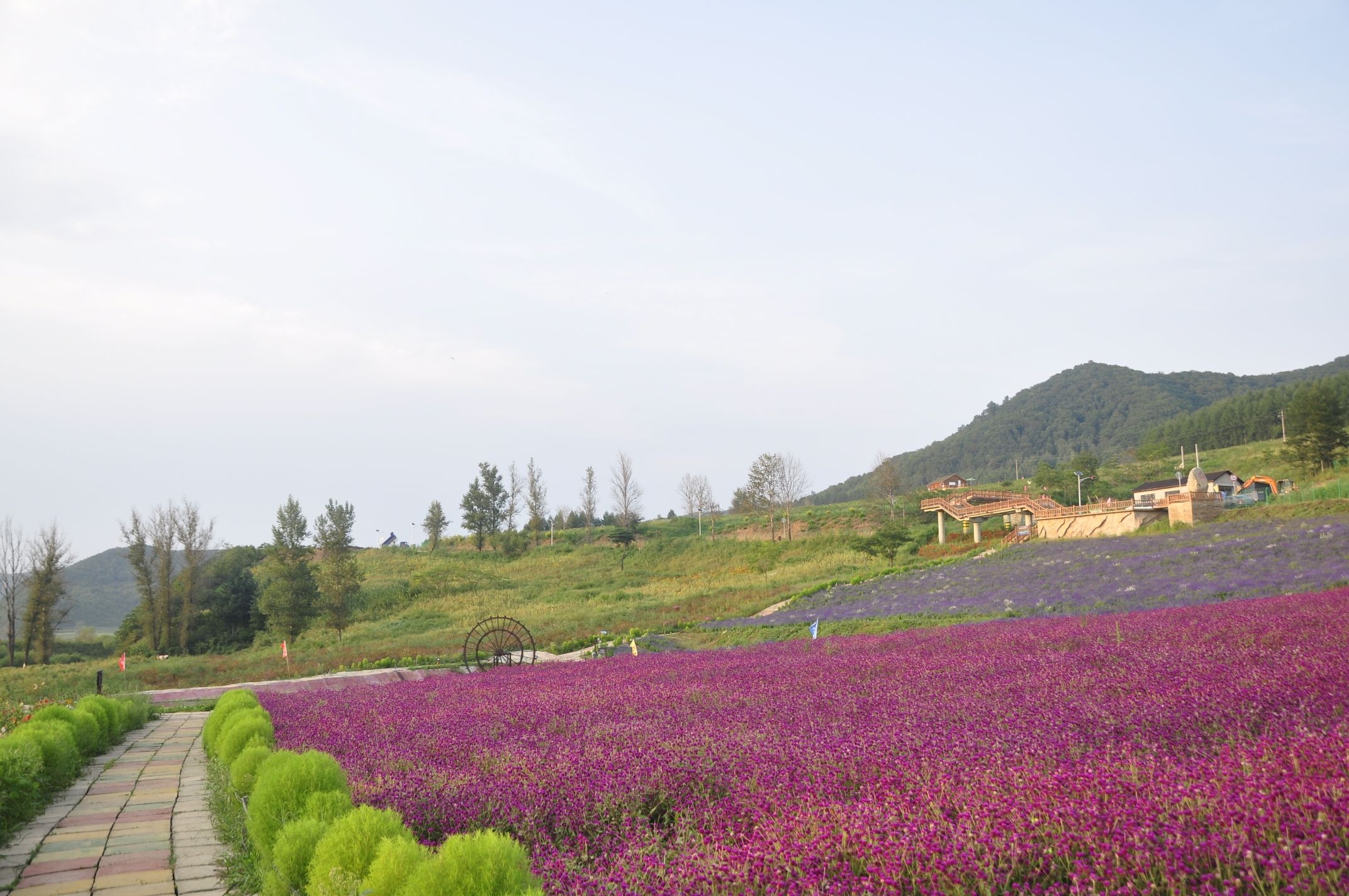 金江花海(暂停开放)旅行图片 3