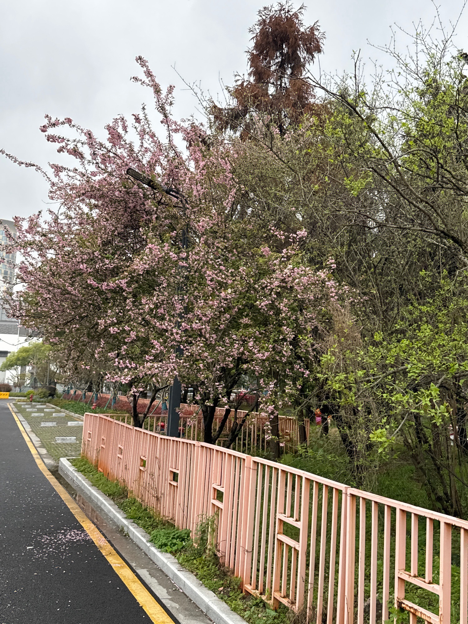 芝士公园