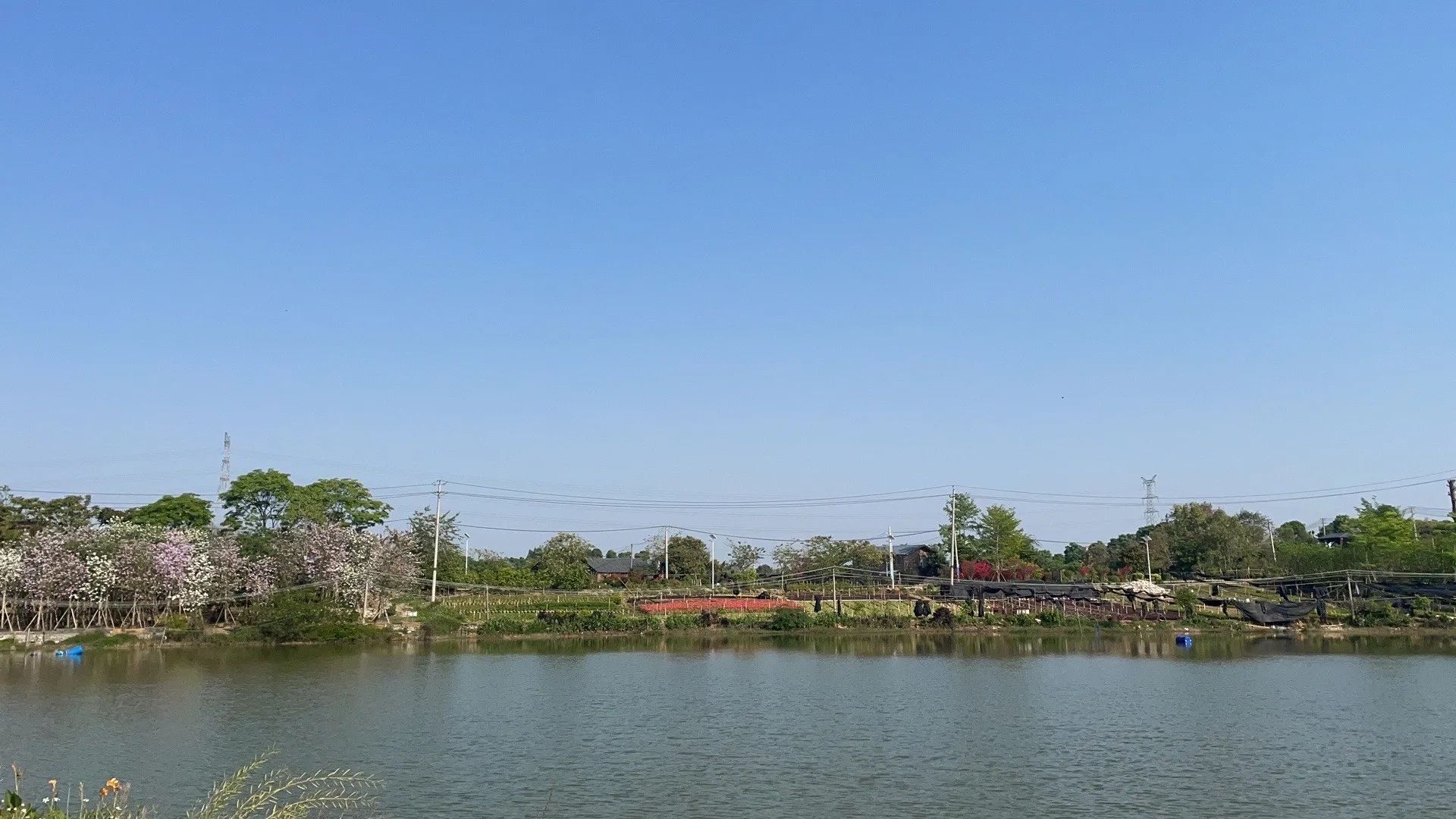 南国紫薇园旅行图片 2