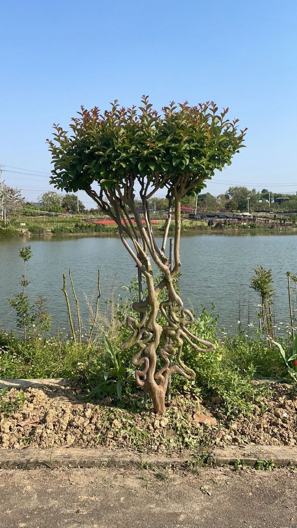 南国紫薇园旅行图片 1