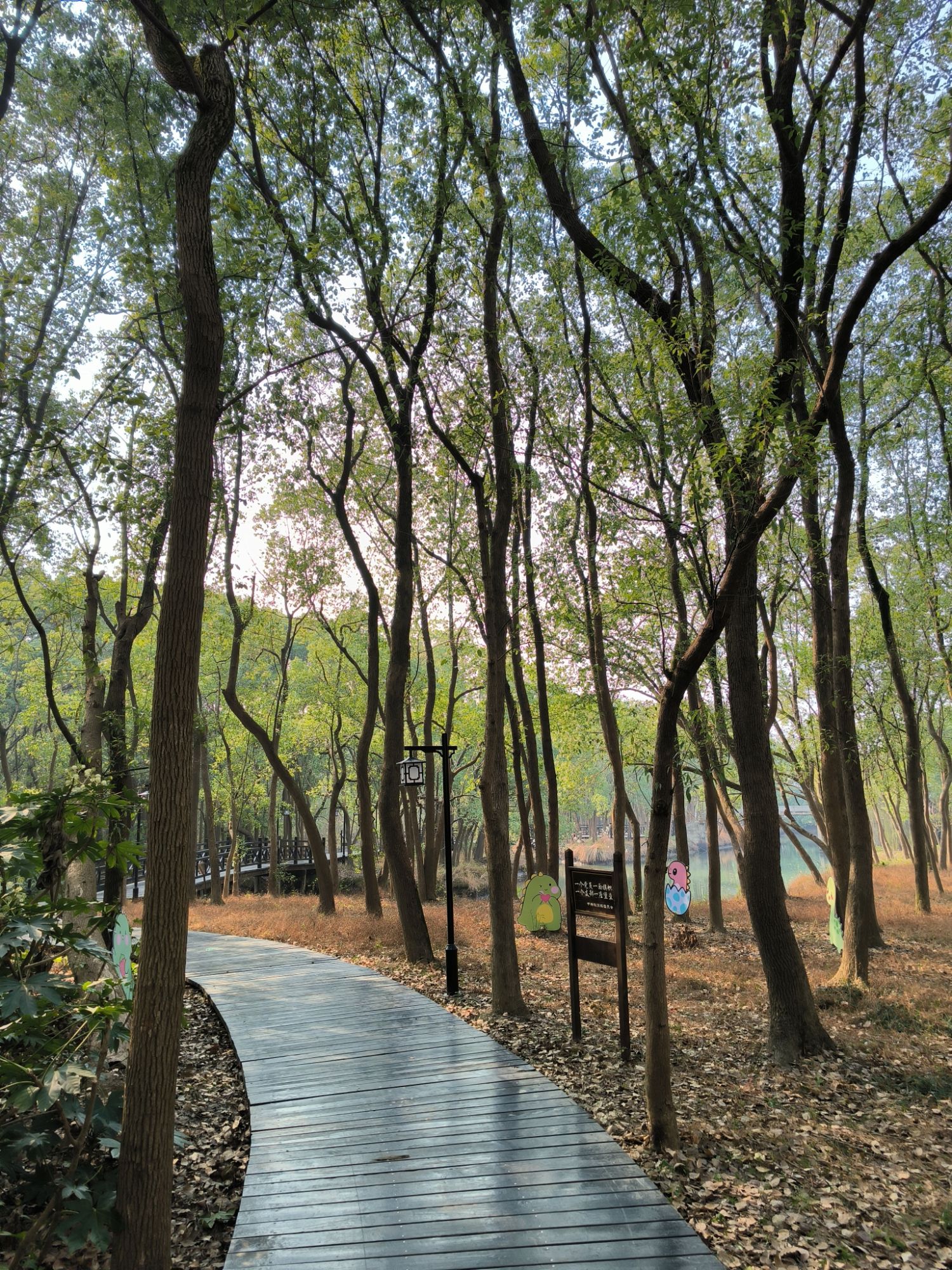 桃源森林公园旅行图片 1