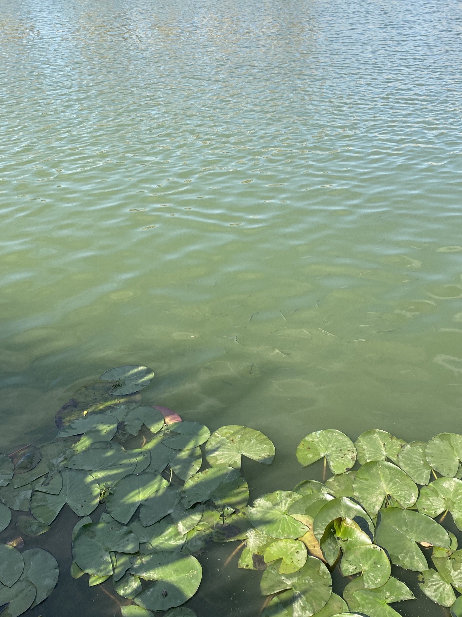 彩蝶湖公园旅行图片 1