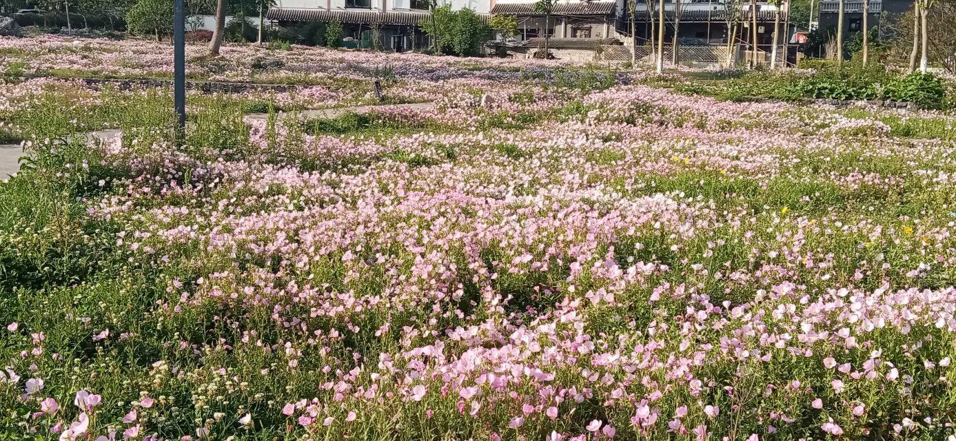 郎岱百草园旅行图片 2