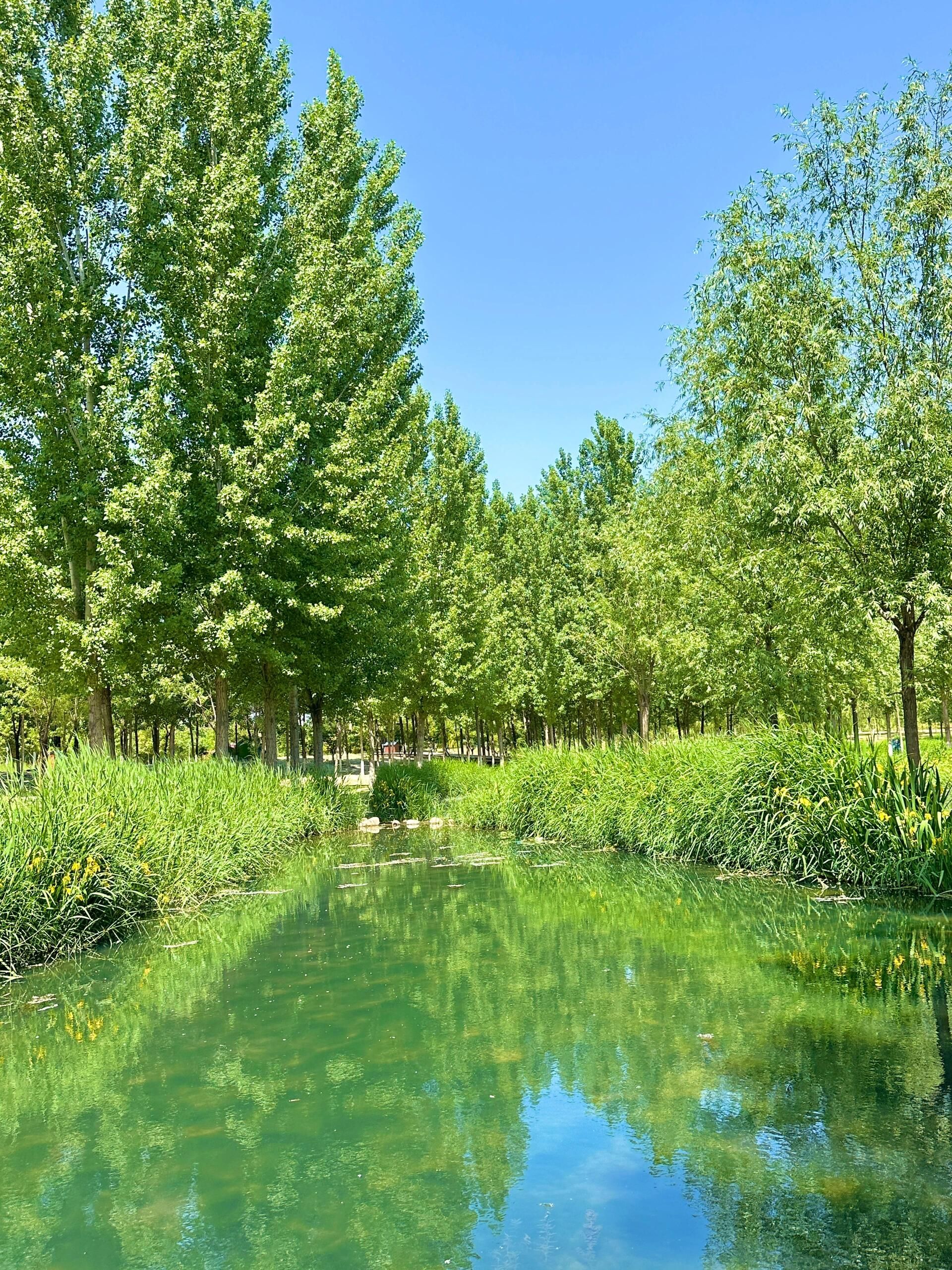 渭柳湿地公园