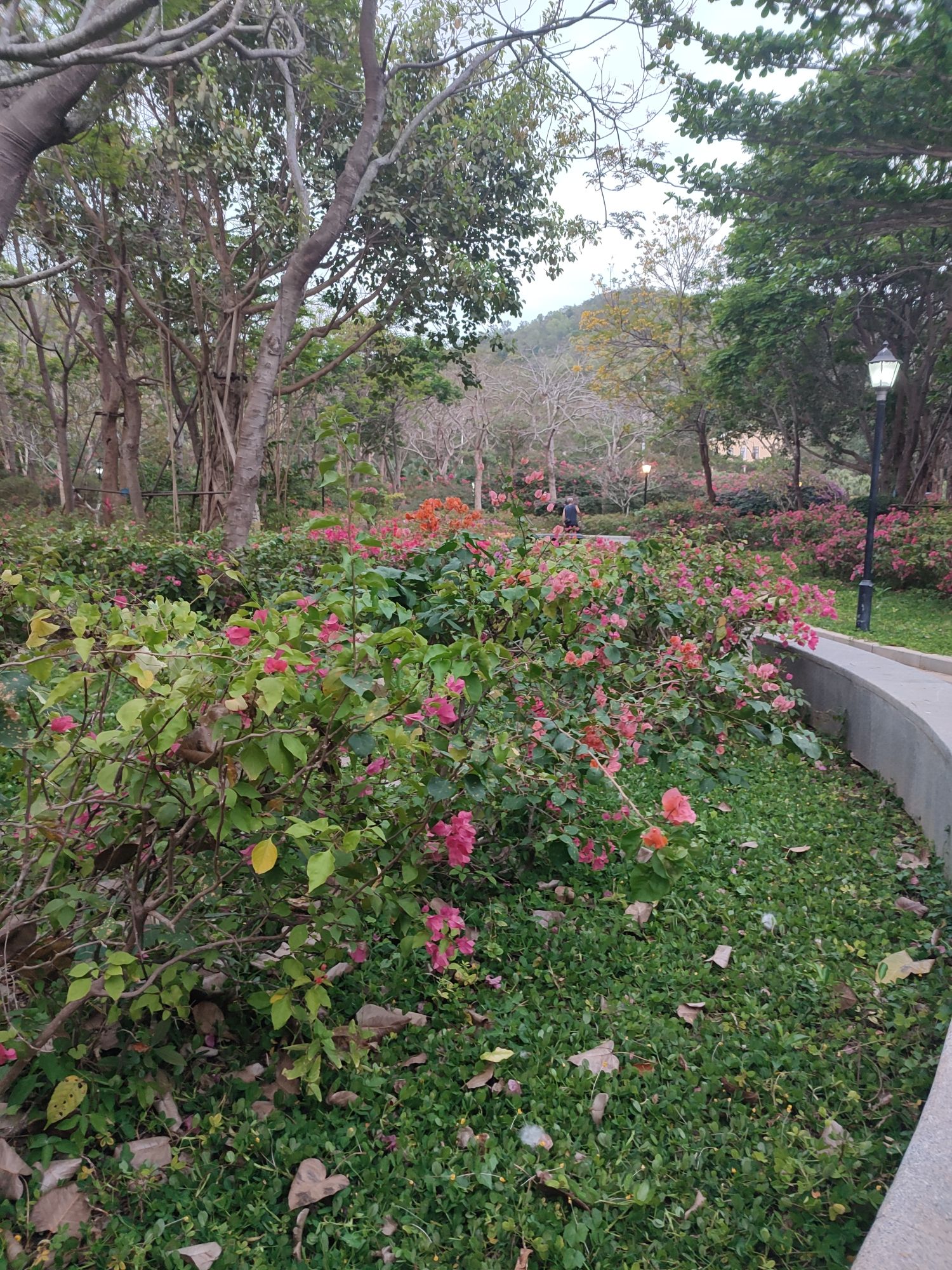 名花公园旅行图片 3