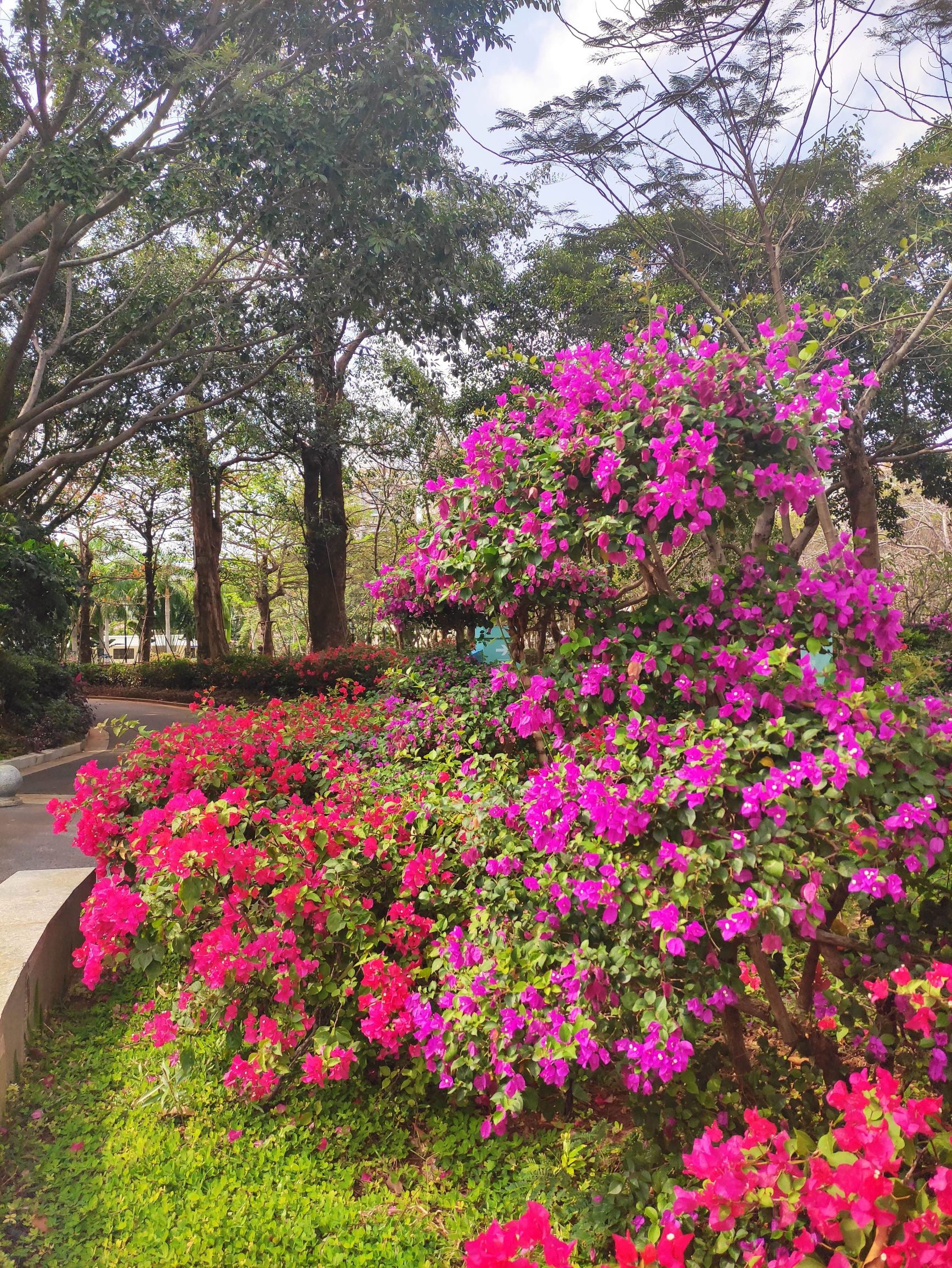 名花公园旅行图片 2