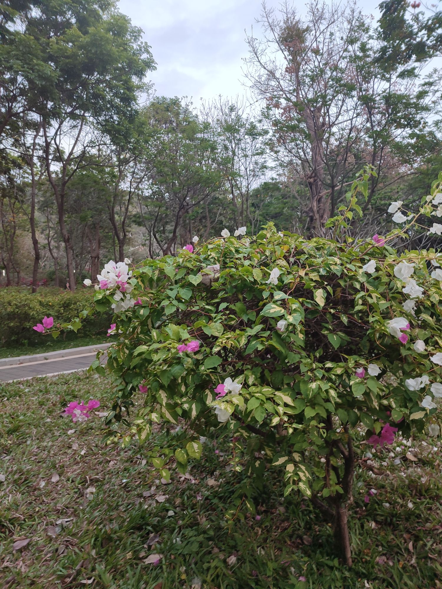 名花公园旅行图片 1