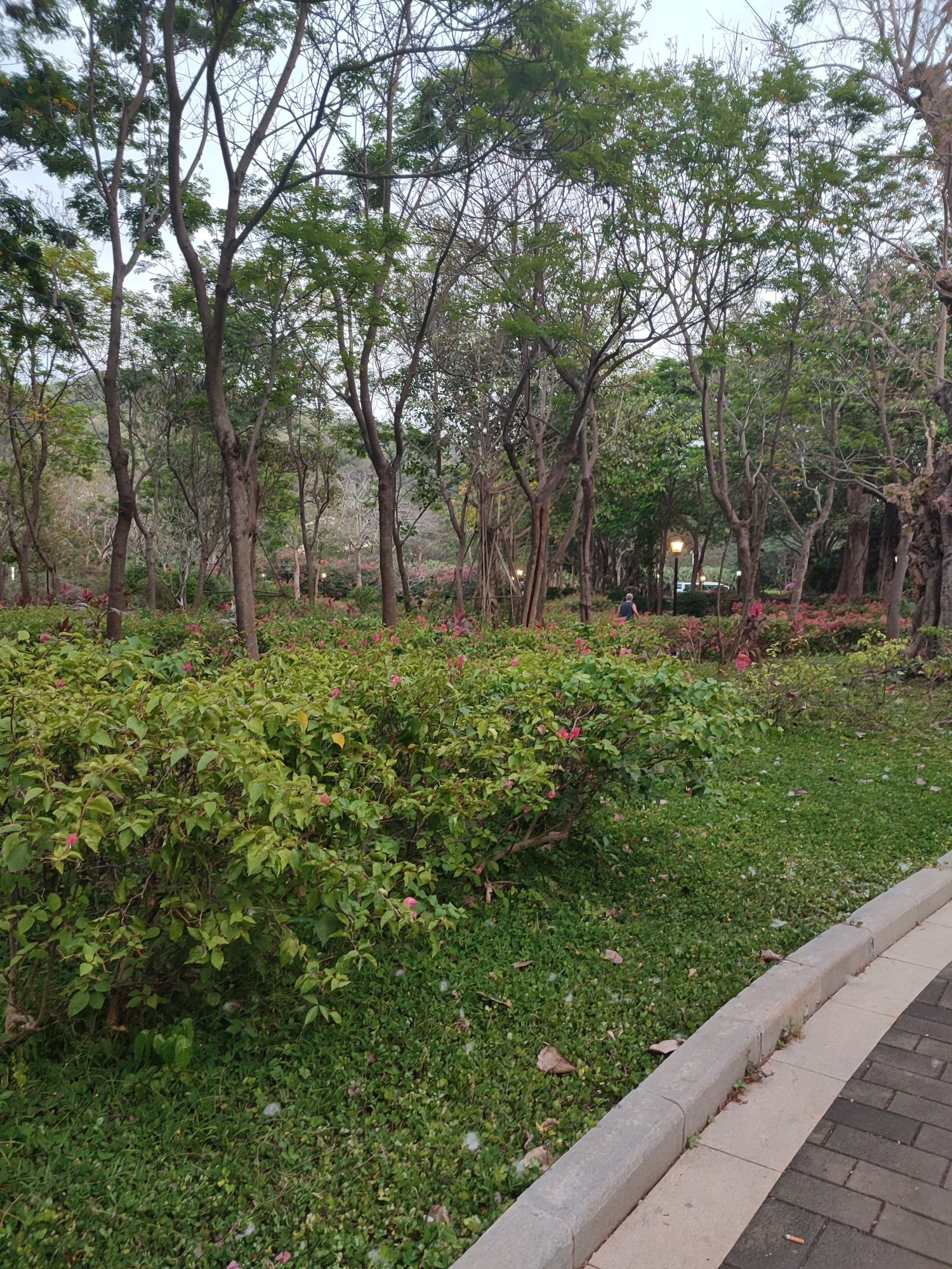 名花公园旅行图片 2