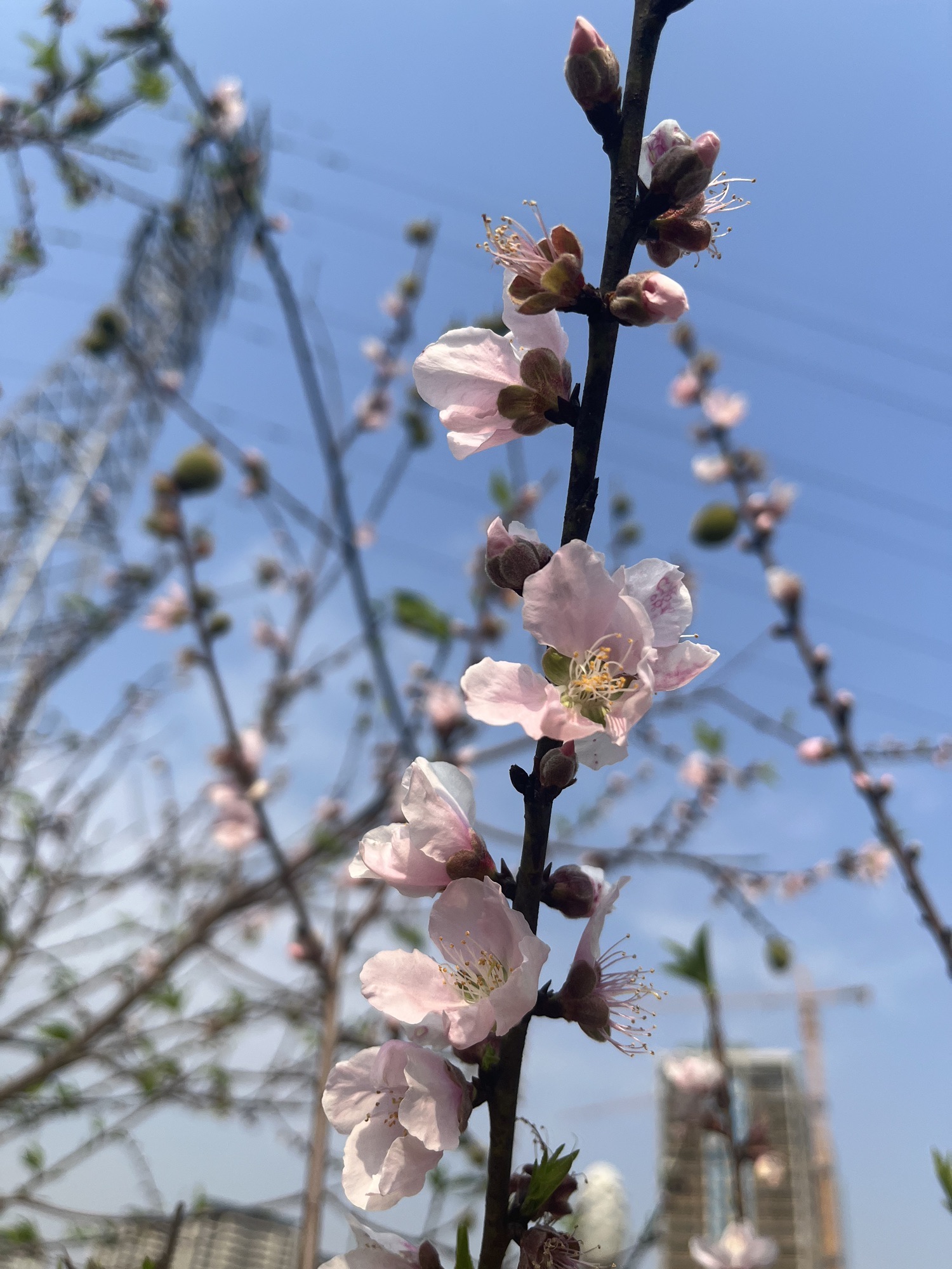 西院湖生态公园旅行图片 3