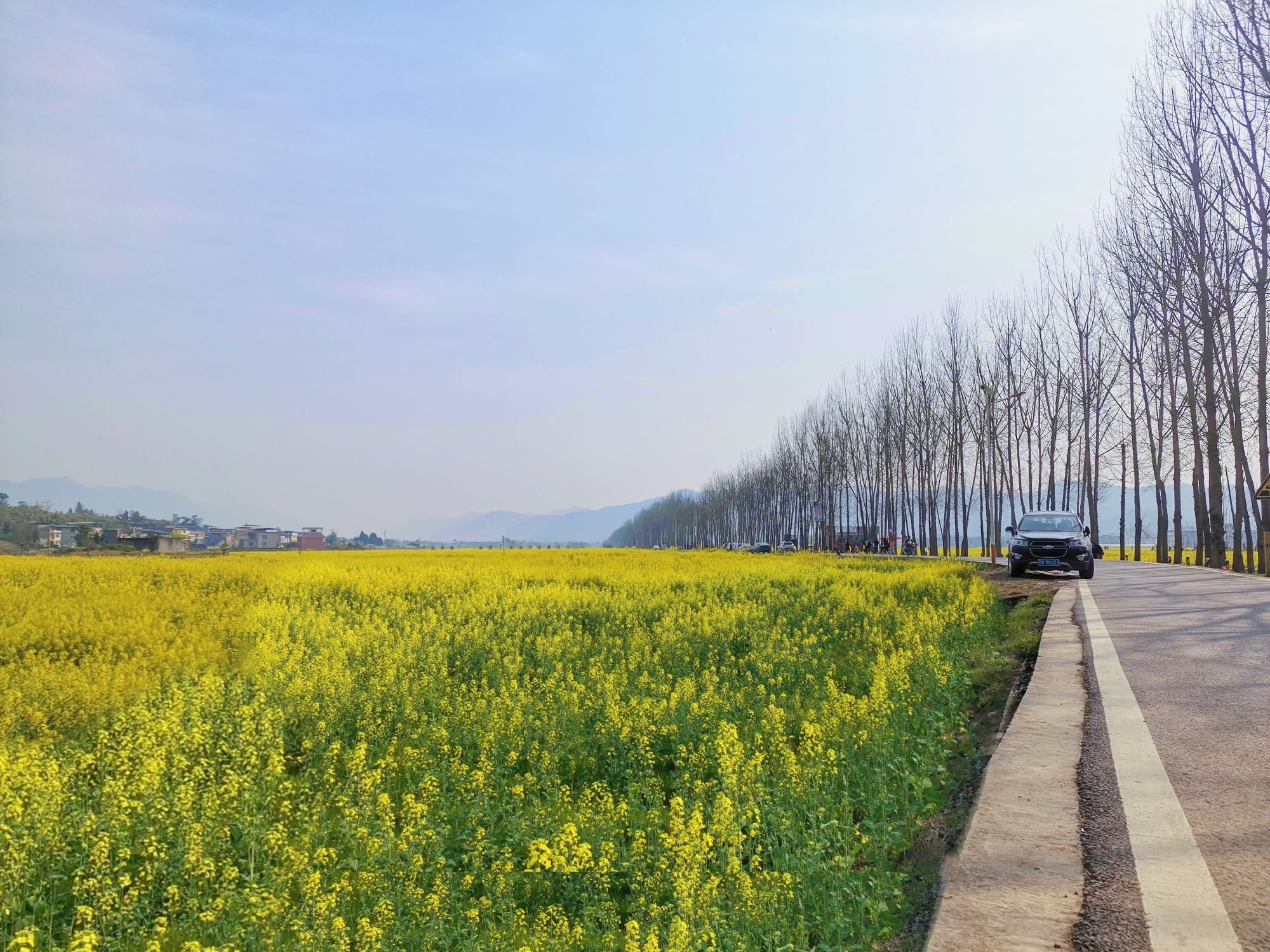 黄金花海旅行图片 1
