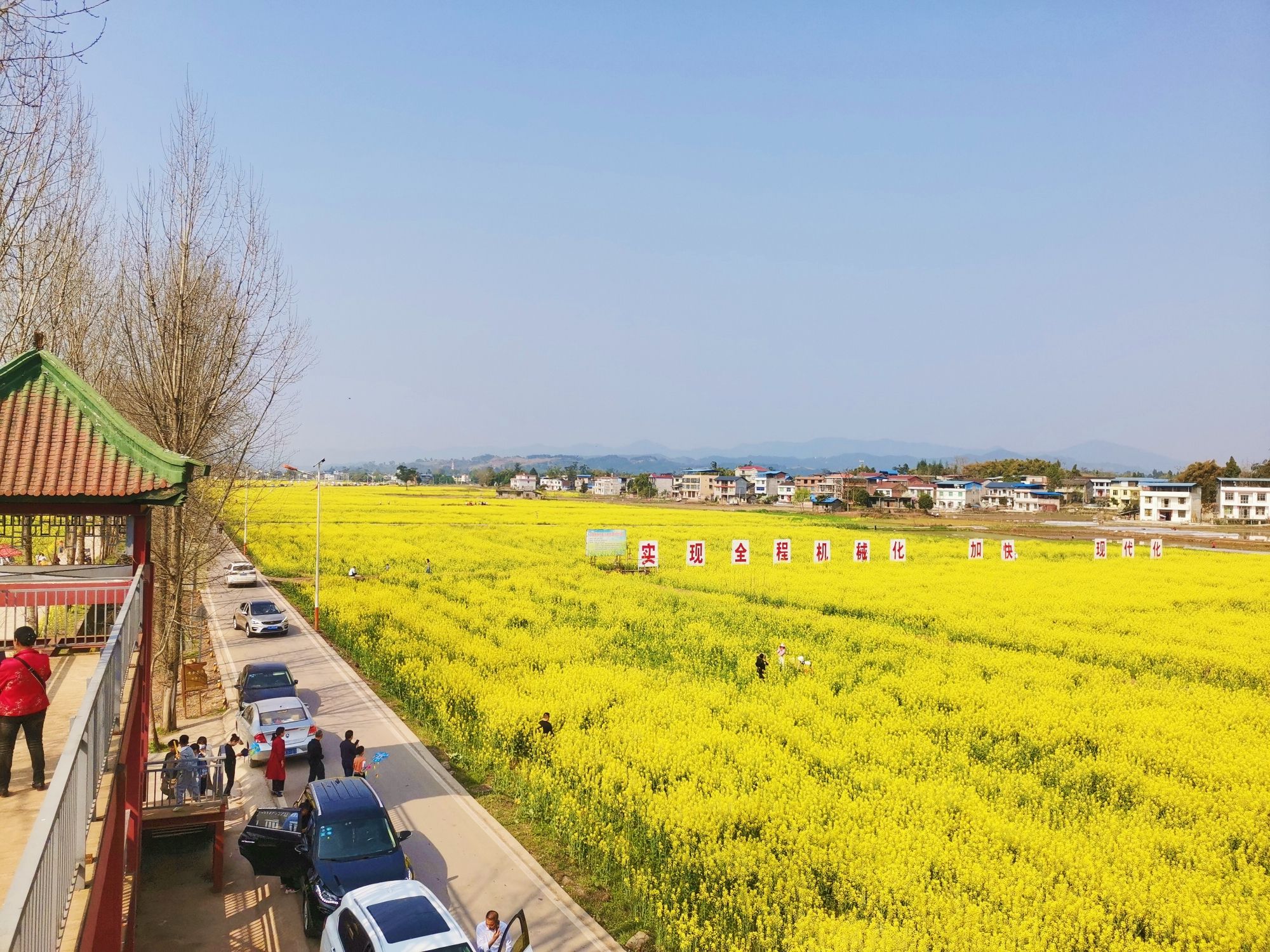 黄金花海旅行图片 2