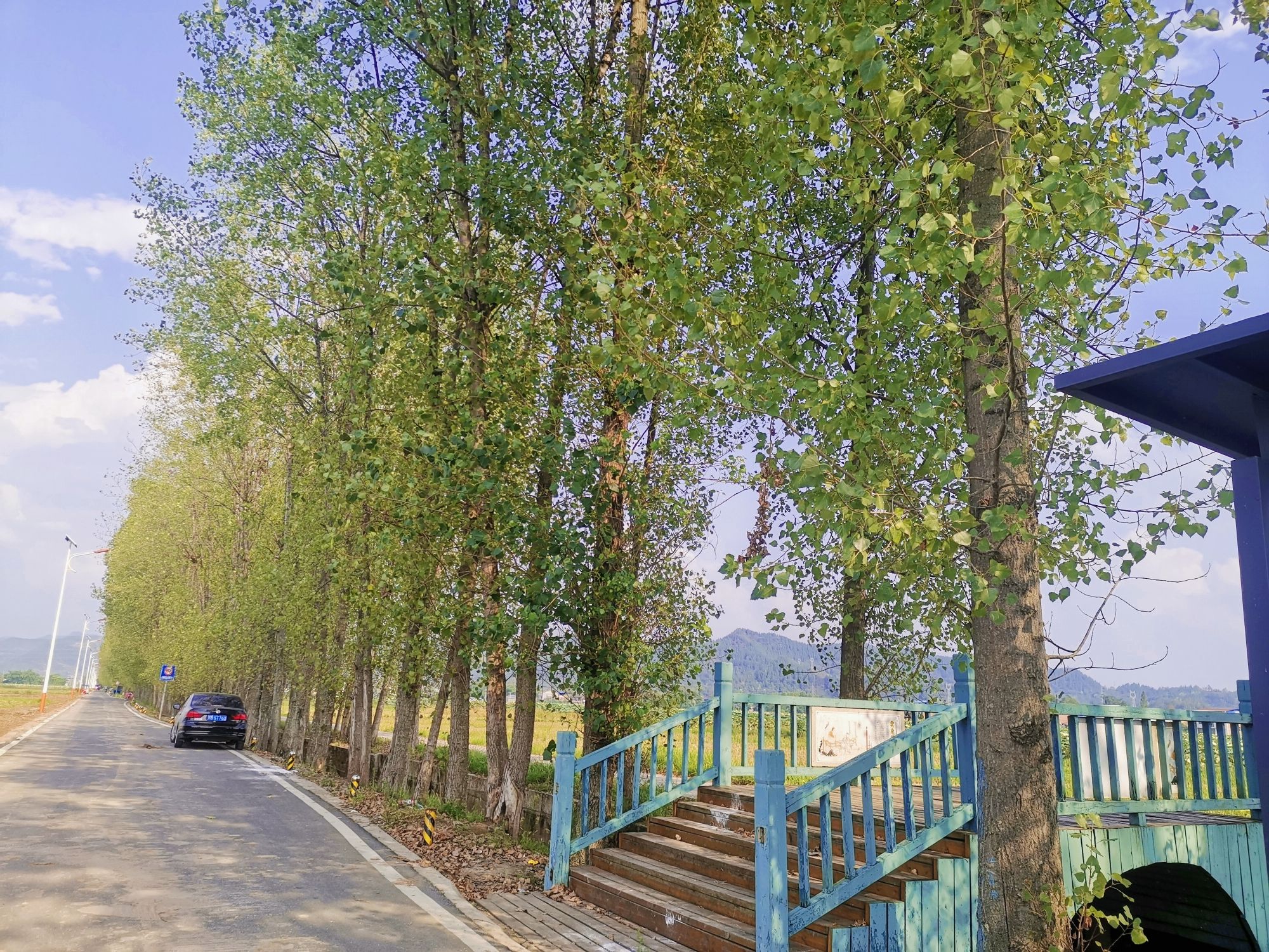 黄金花海旅行图片 3