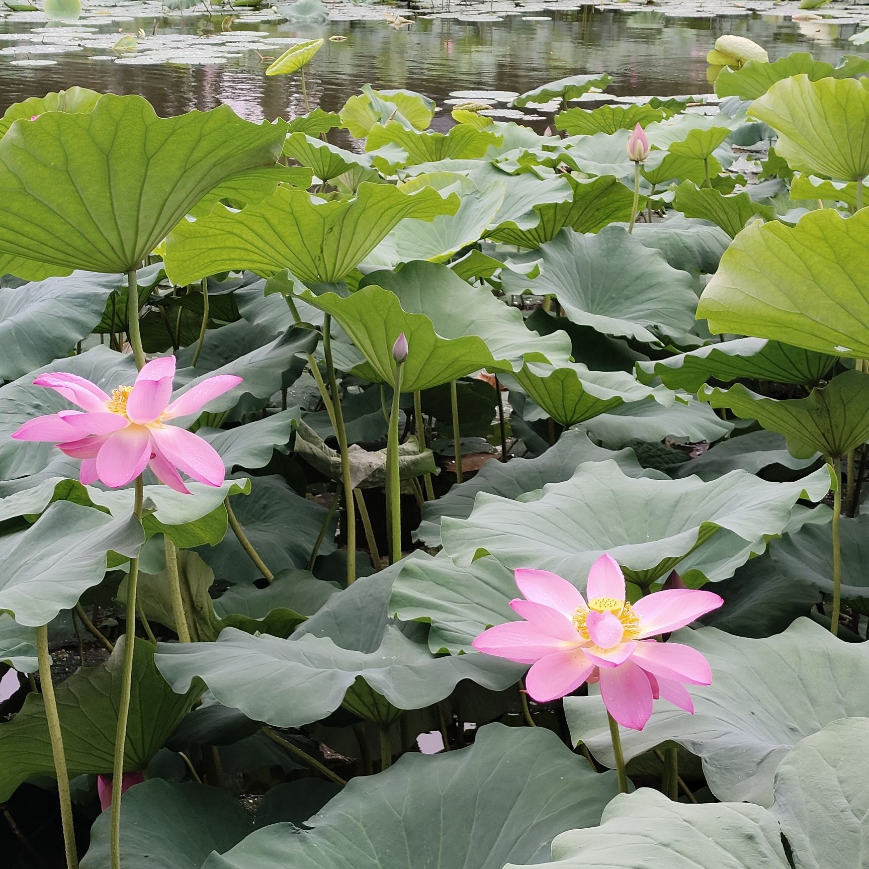 摇头村荷花池旅行图片 1
