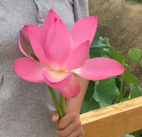 摇头村荷花池旅行图片 1