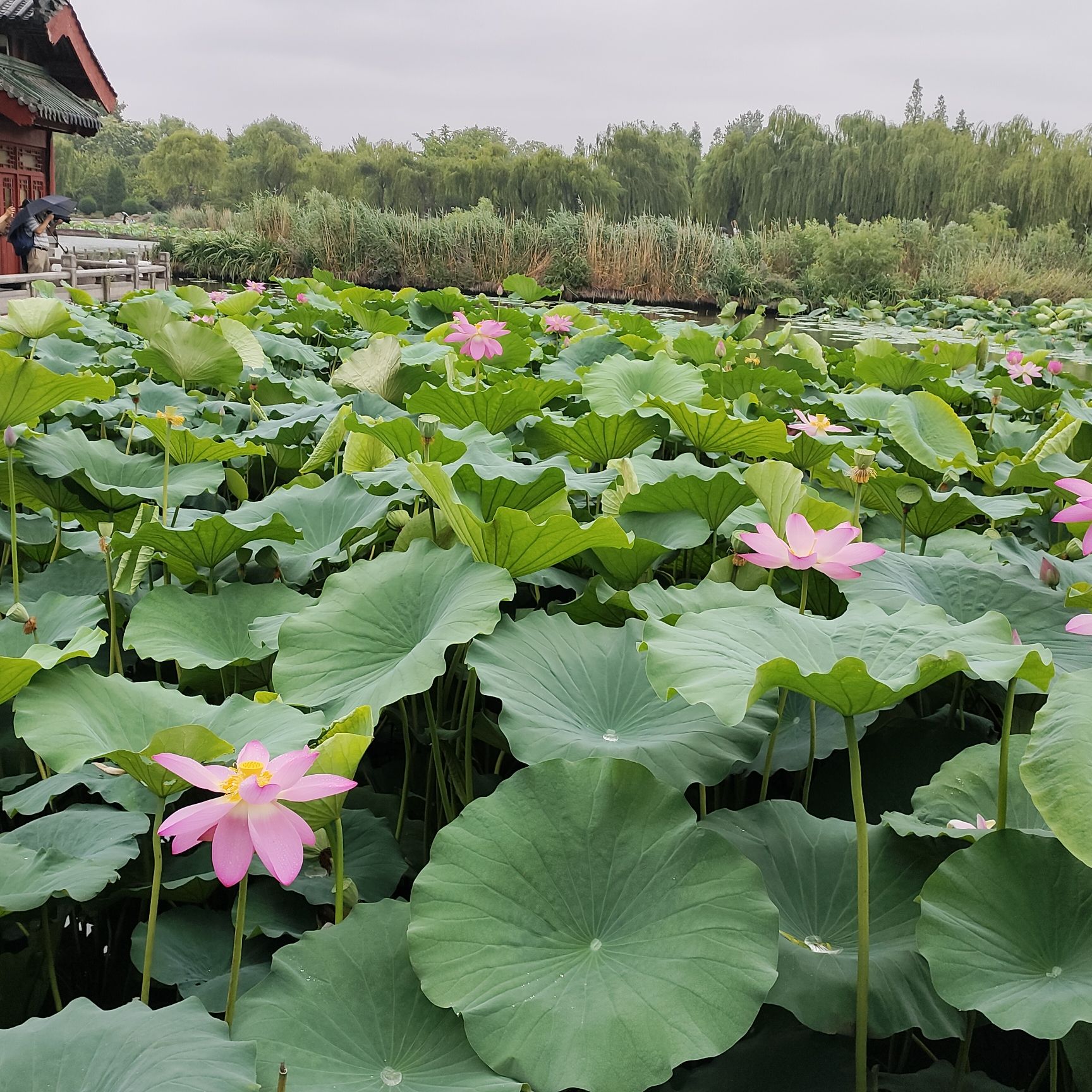 摇头村荷花池旅行图片 2