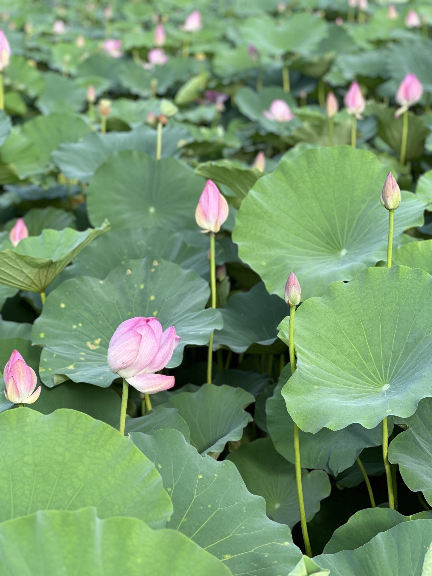 摇头村荷花池旅行图片 3