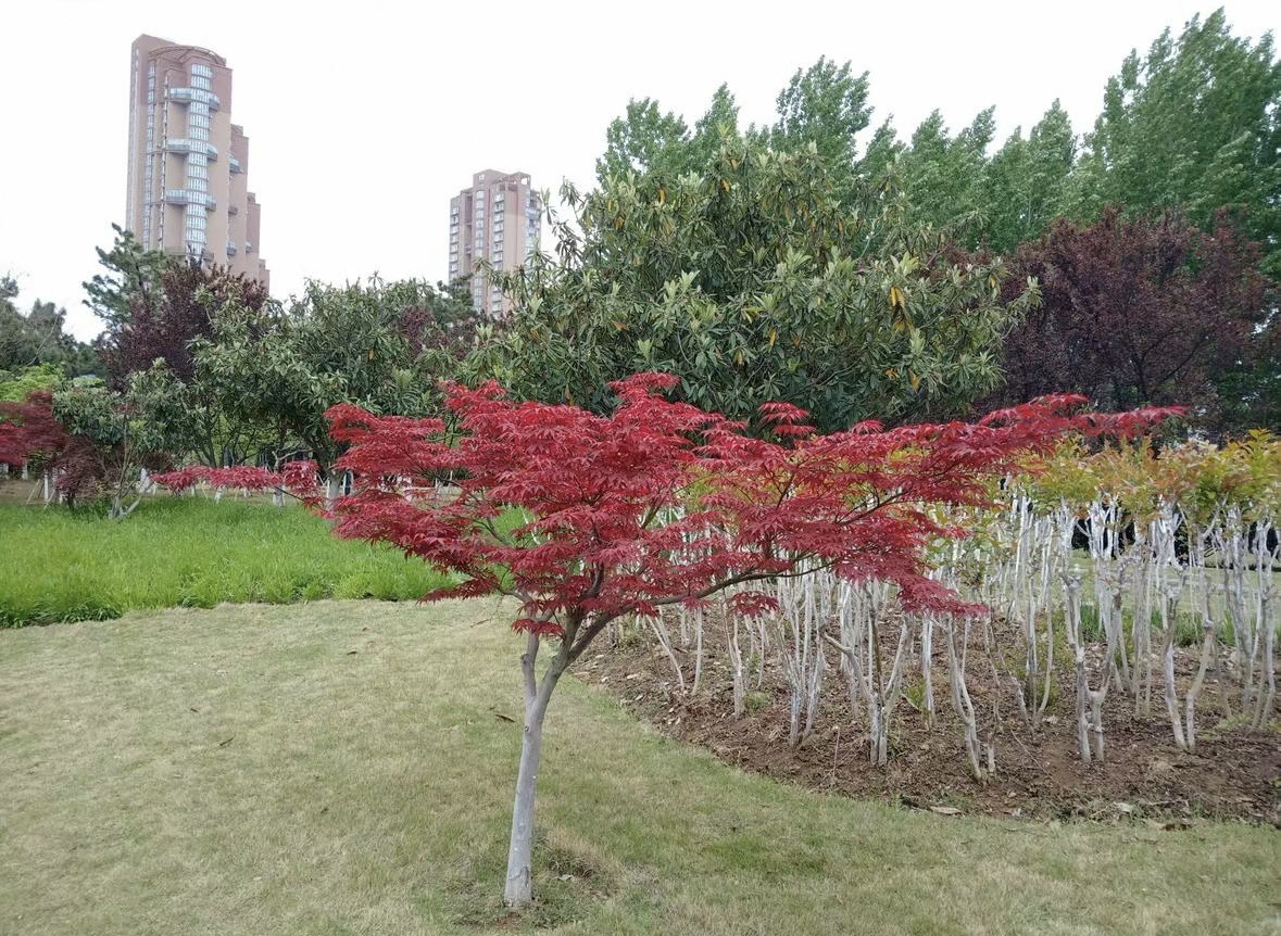 郁洲公园旅行图片 2