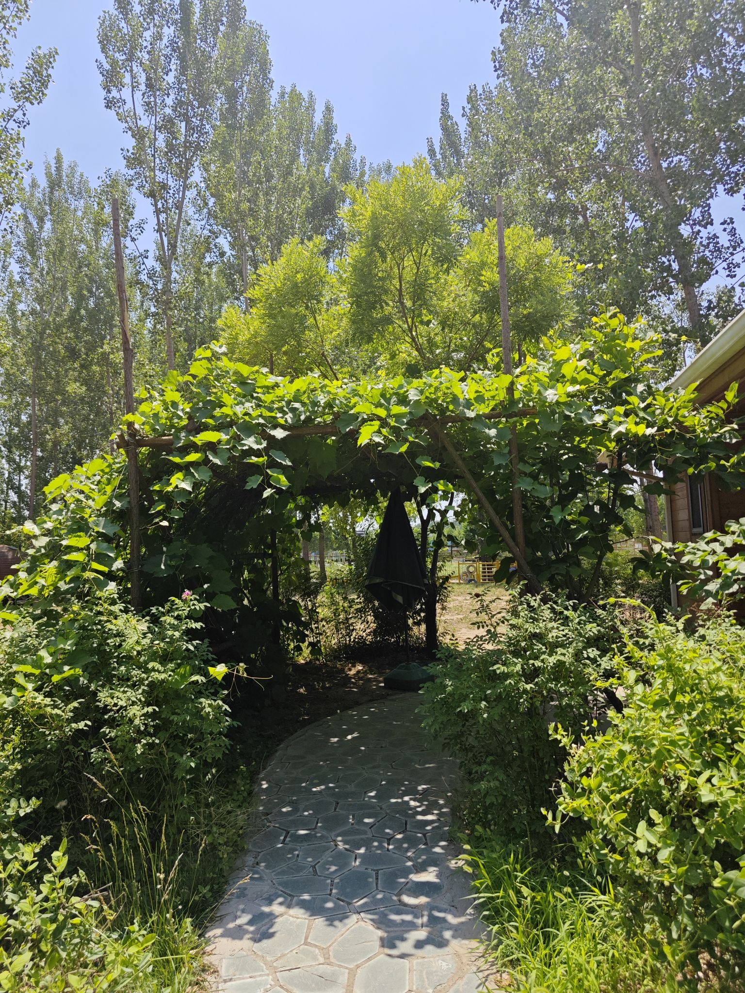 第什里风筝广场旅行图片 2