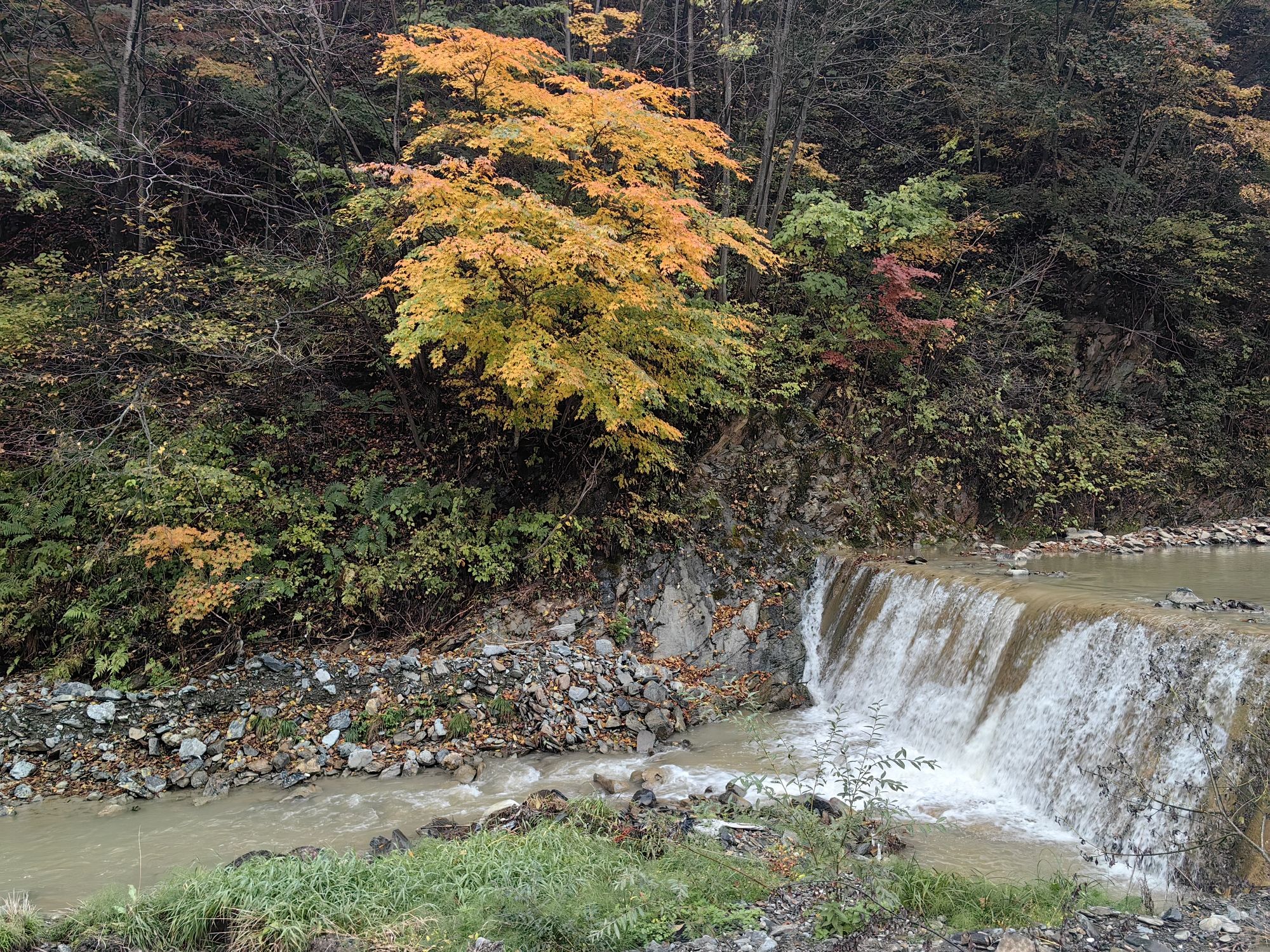 岭上枫林景区旅行图片 3