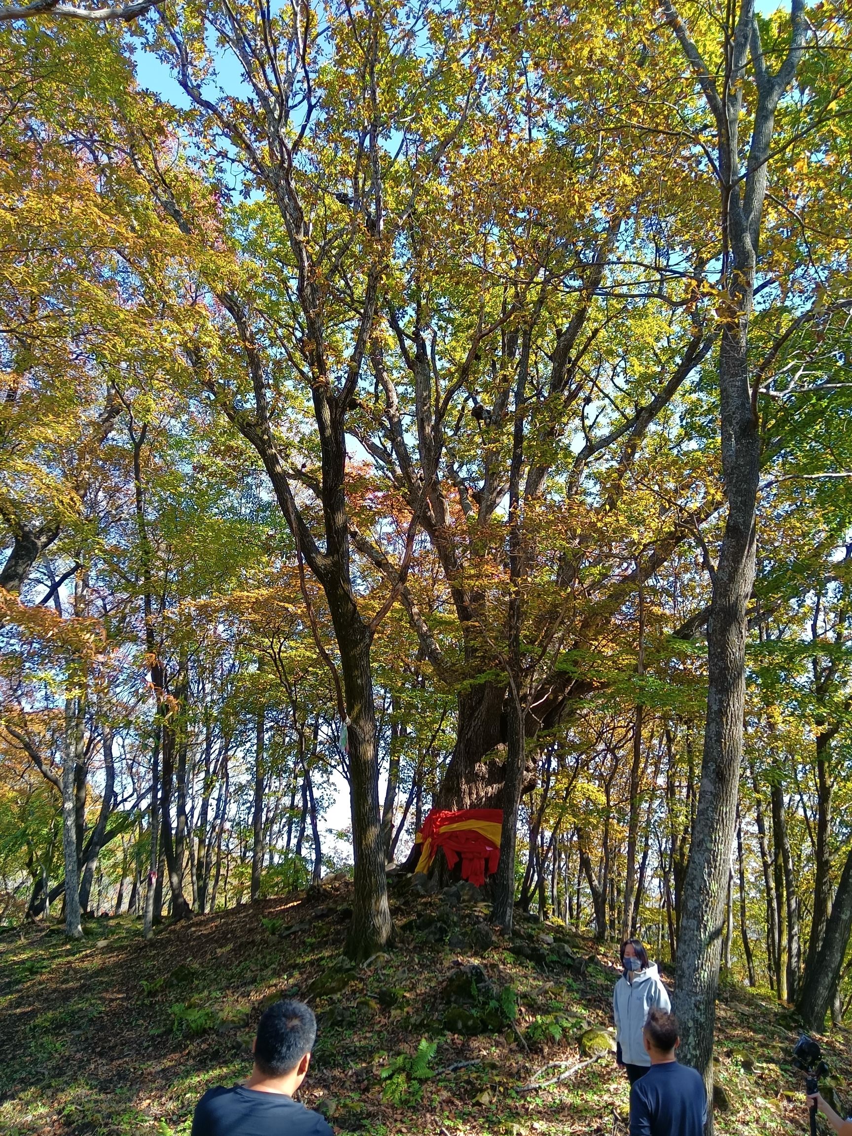 岭上枫林景区旅行图片 2