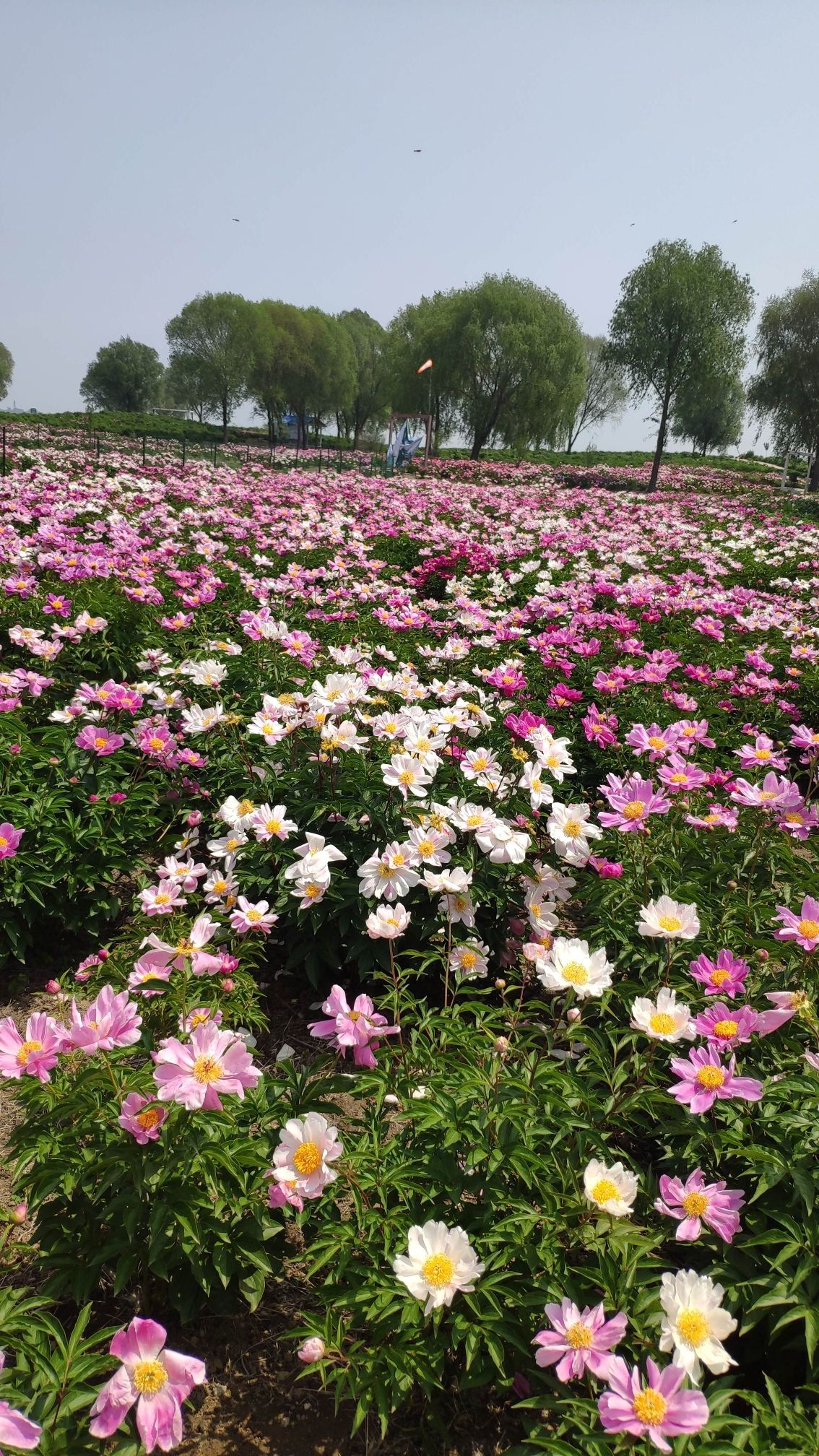 原乡左岸旅行图片 1