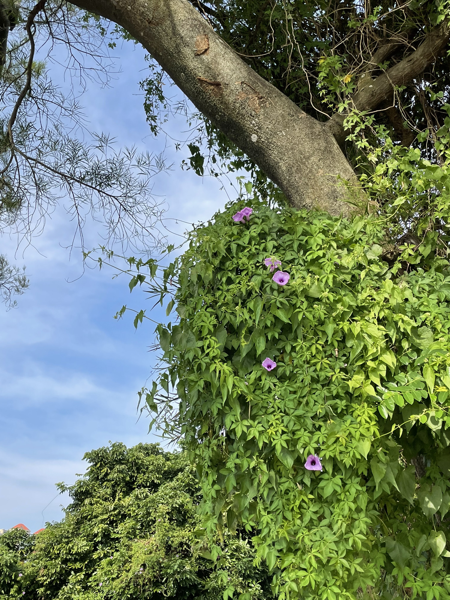洲仔社区公园旅行图片 2