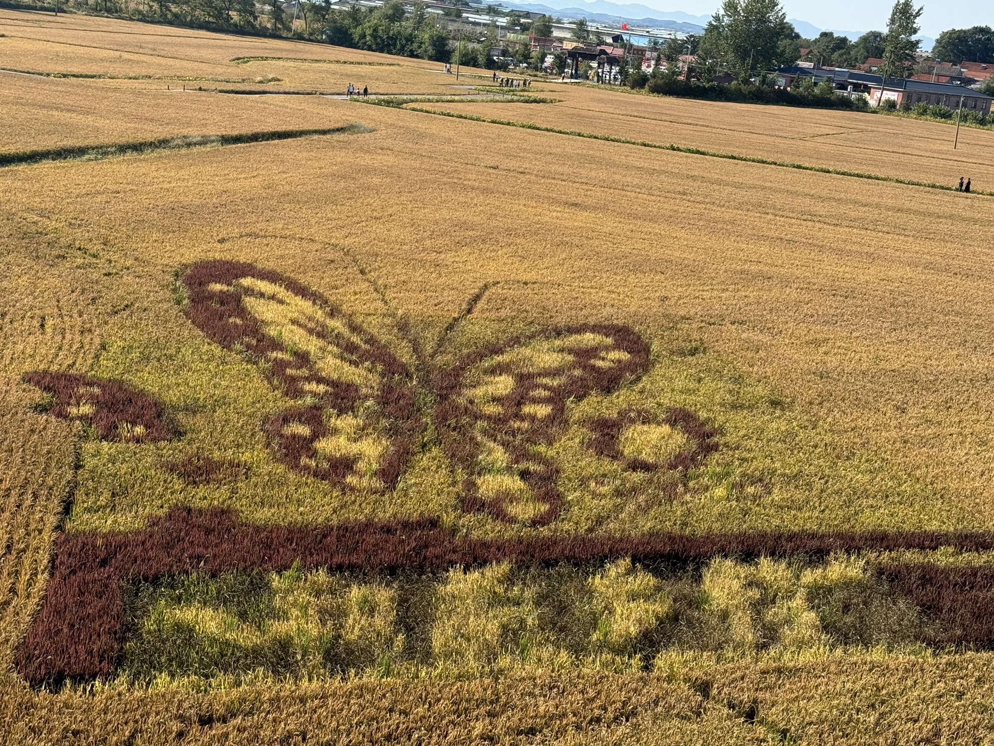 稻画传说旅行图片 2